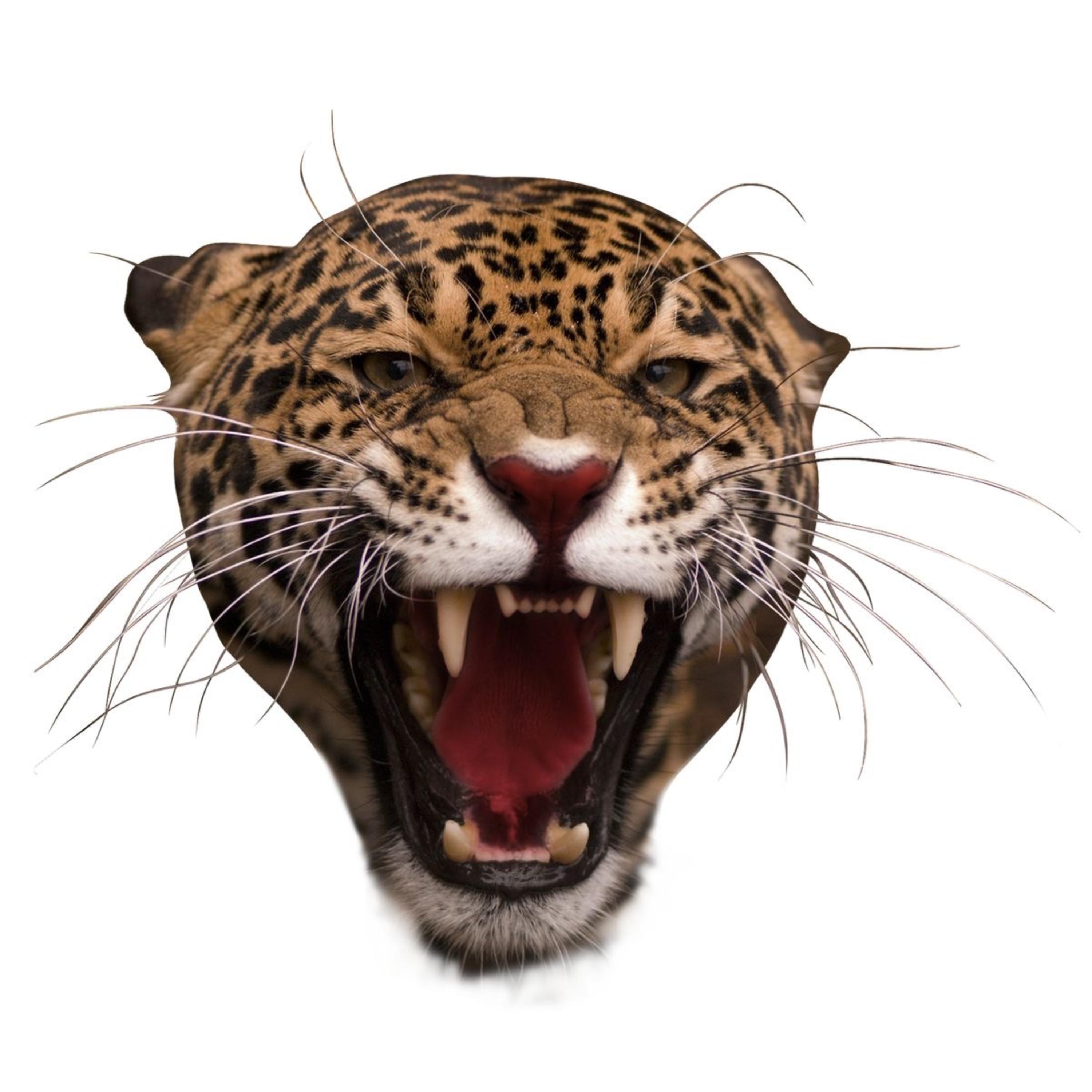 CHEETAH artwork