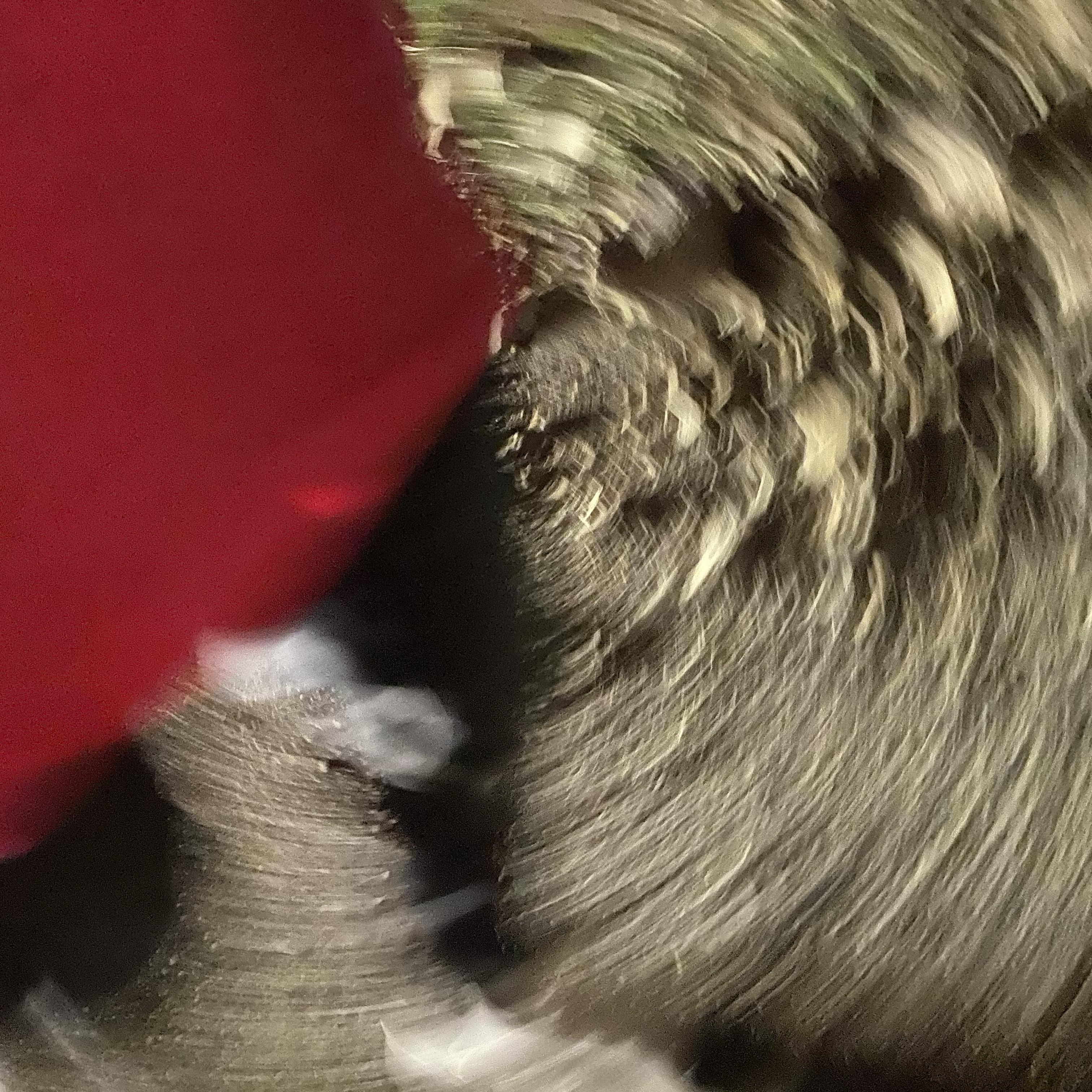 Running Laps artwork