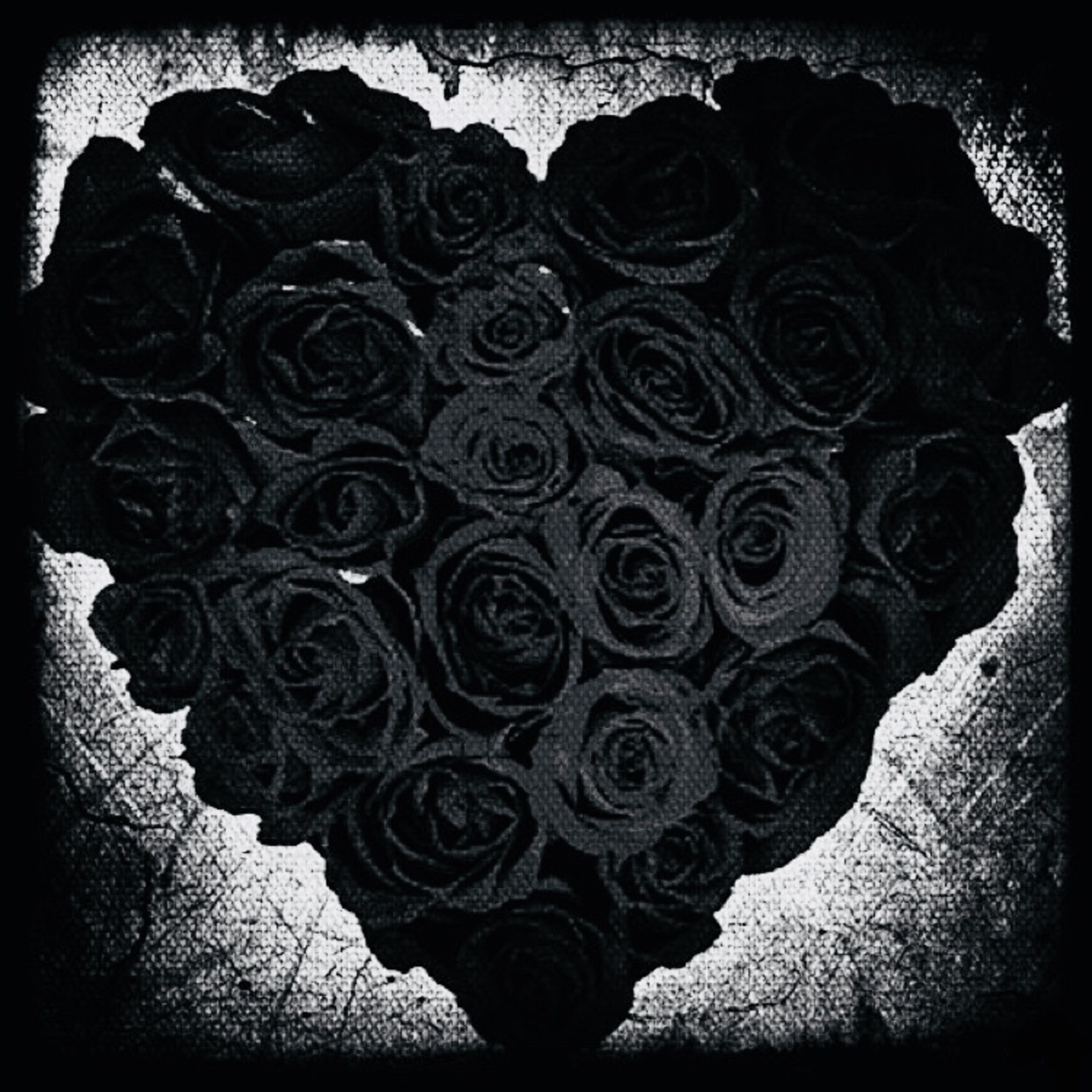 Black Roses artwork