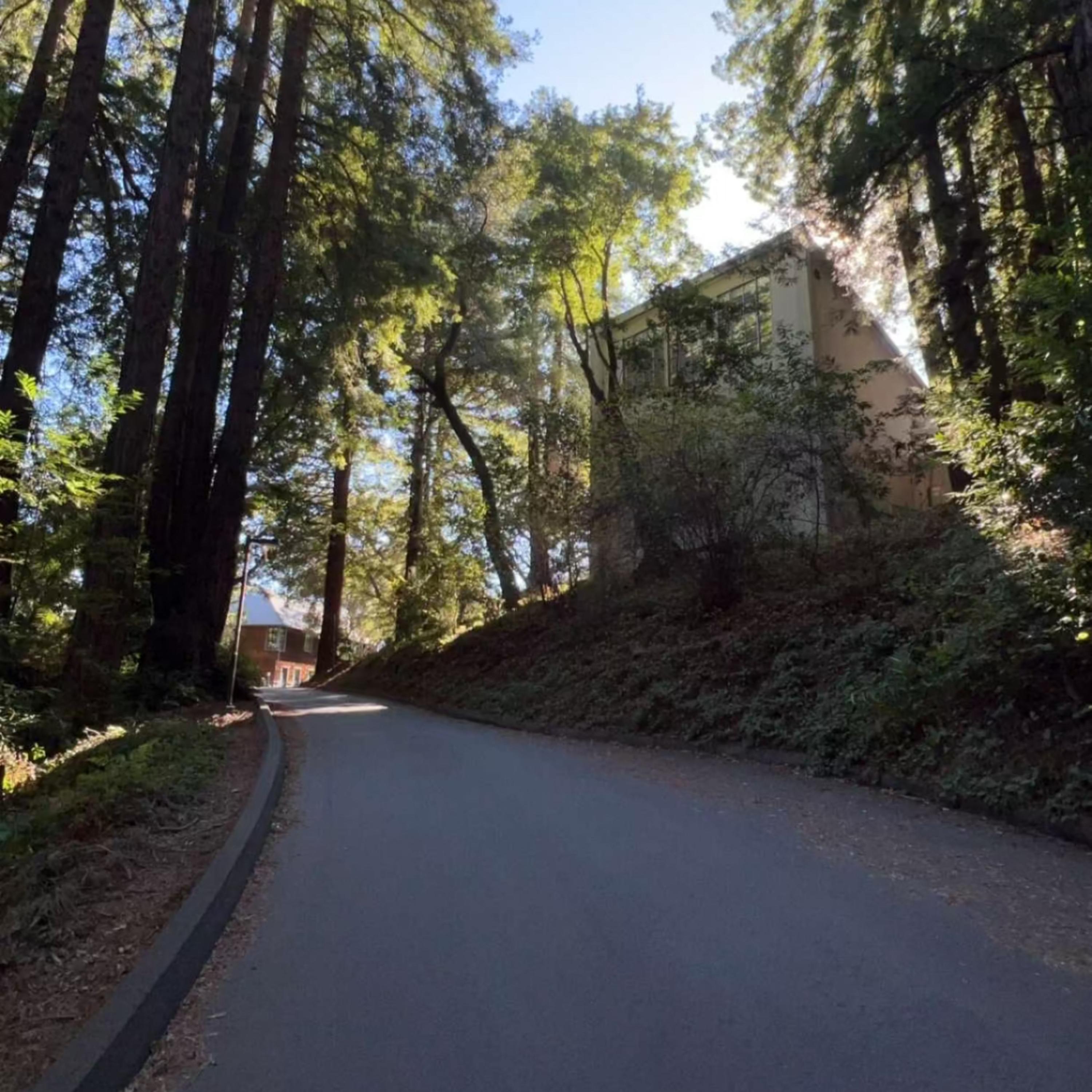 The Rooster Who crossed the road artwork