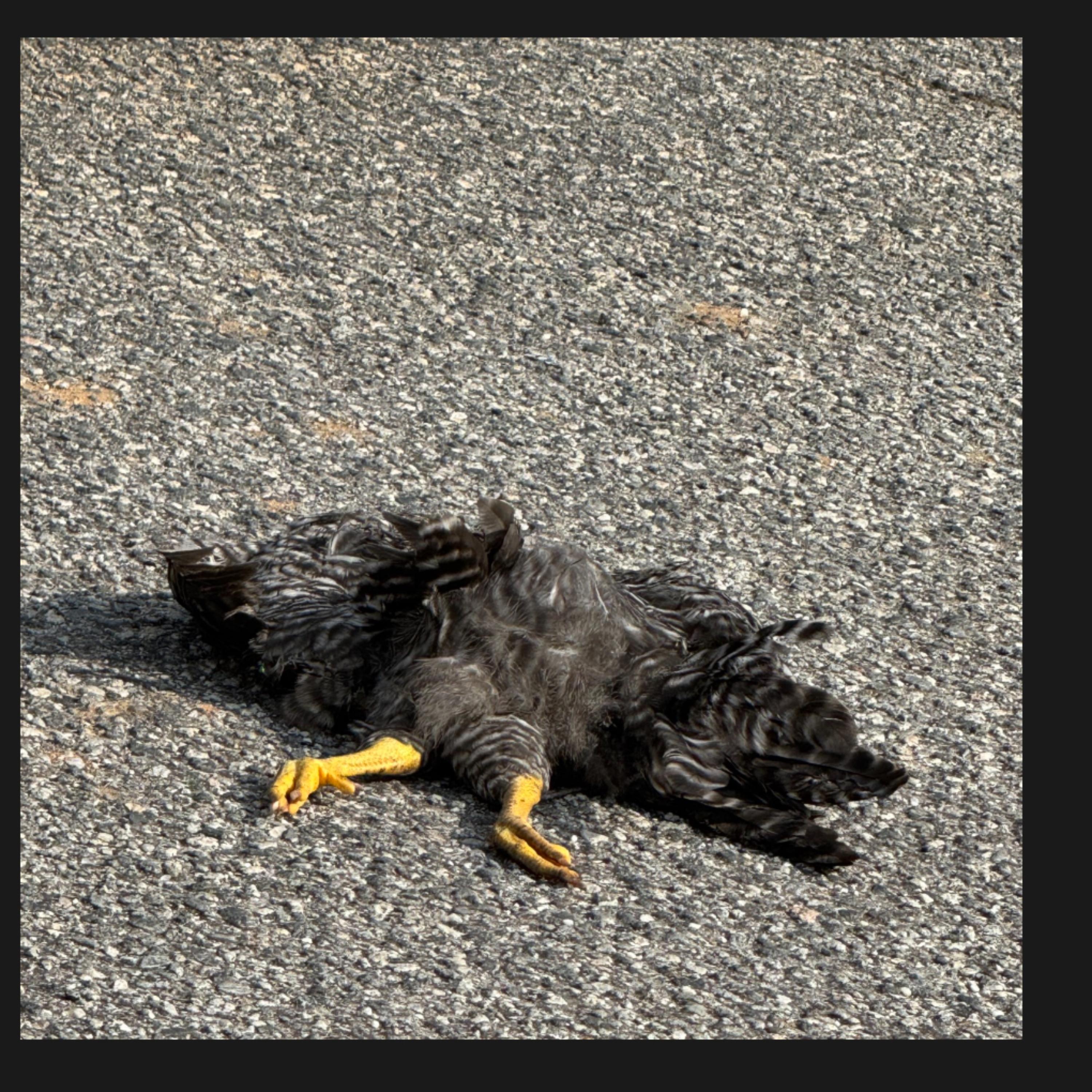 Countin Chicken artwork