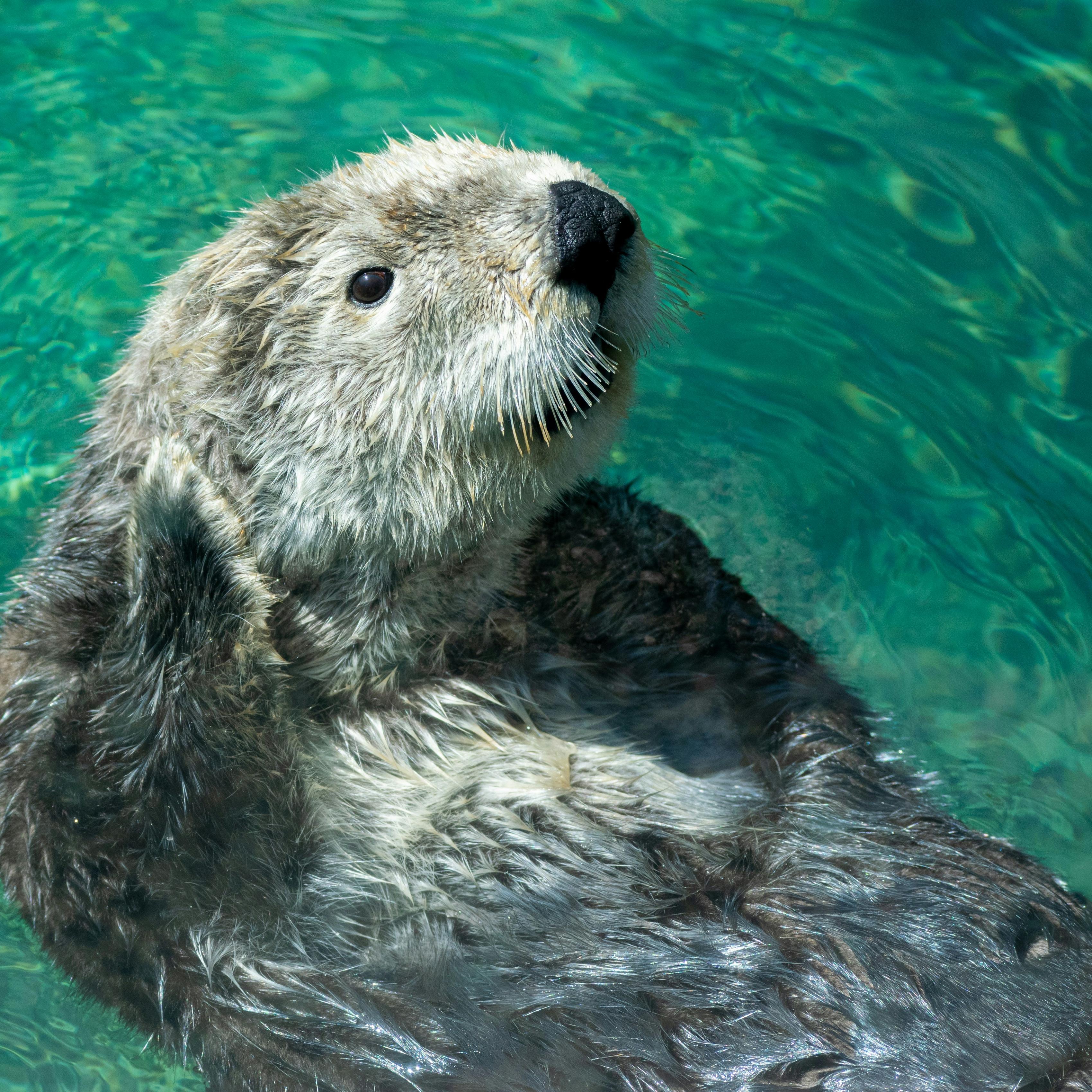 The Otter Speaks Out artwork