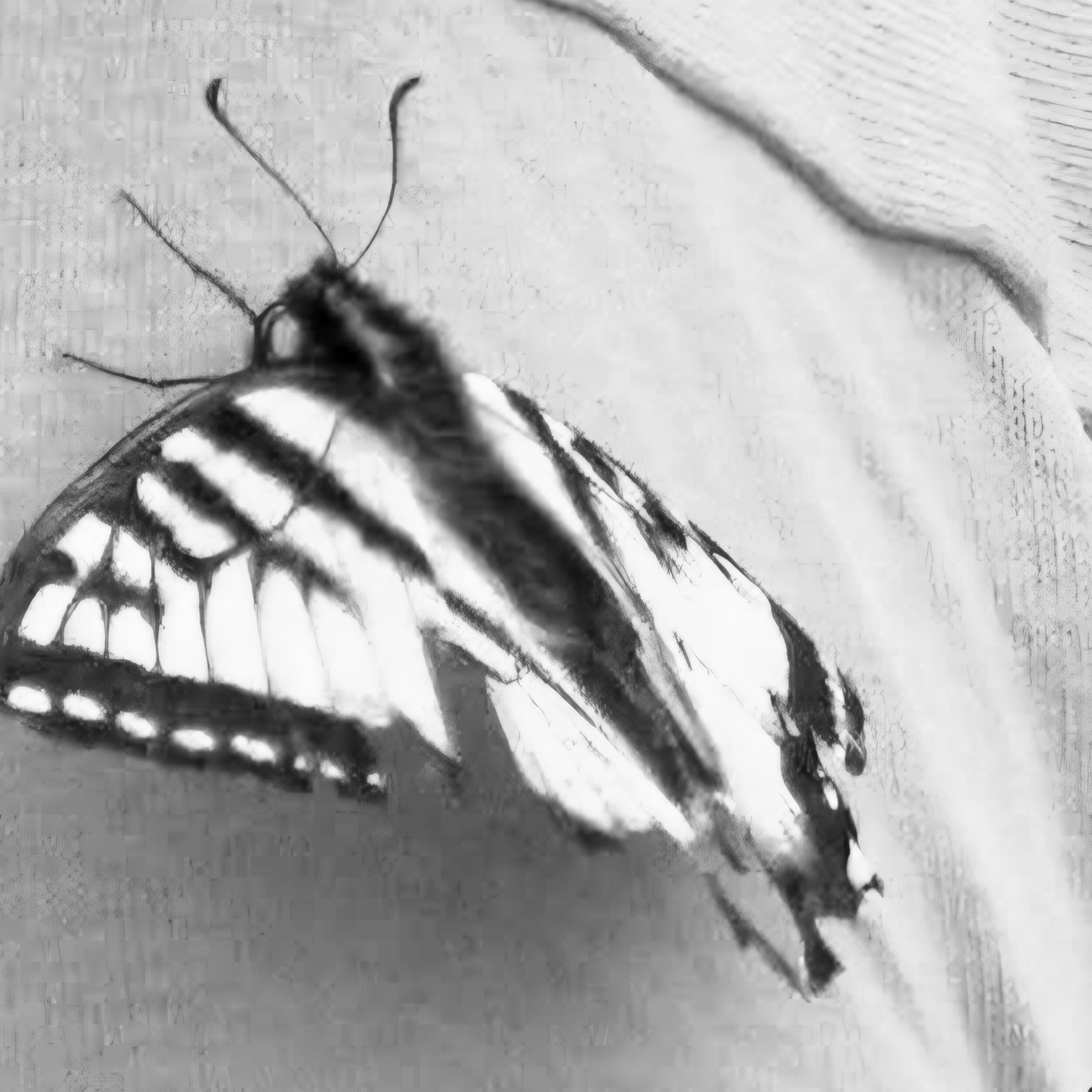 Beautiful Butterfly In Disguise artwork
