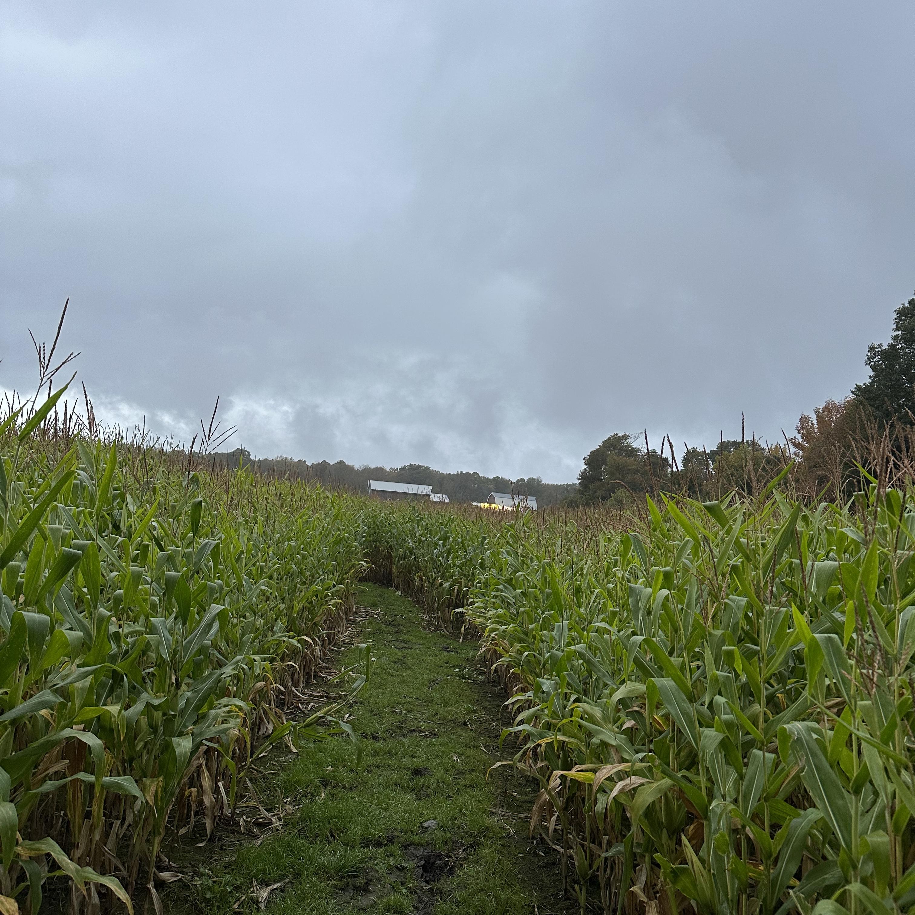 WHAT’S THE HIGH FOR? artwork