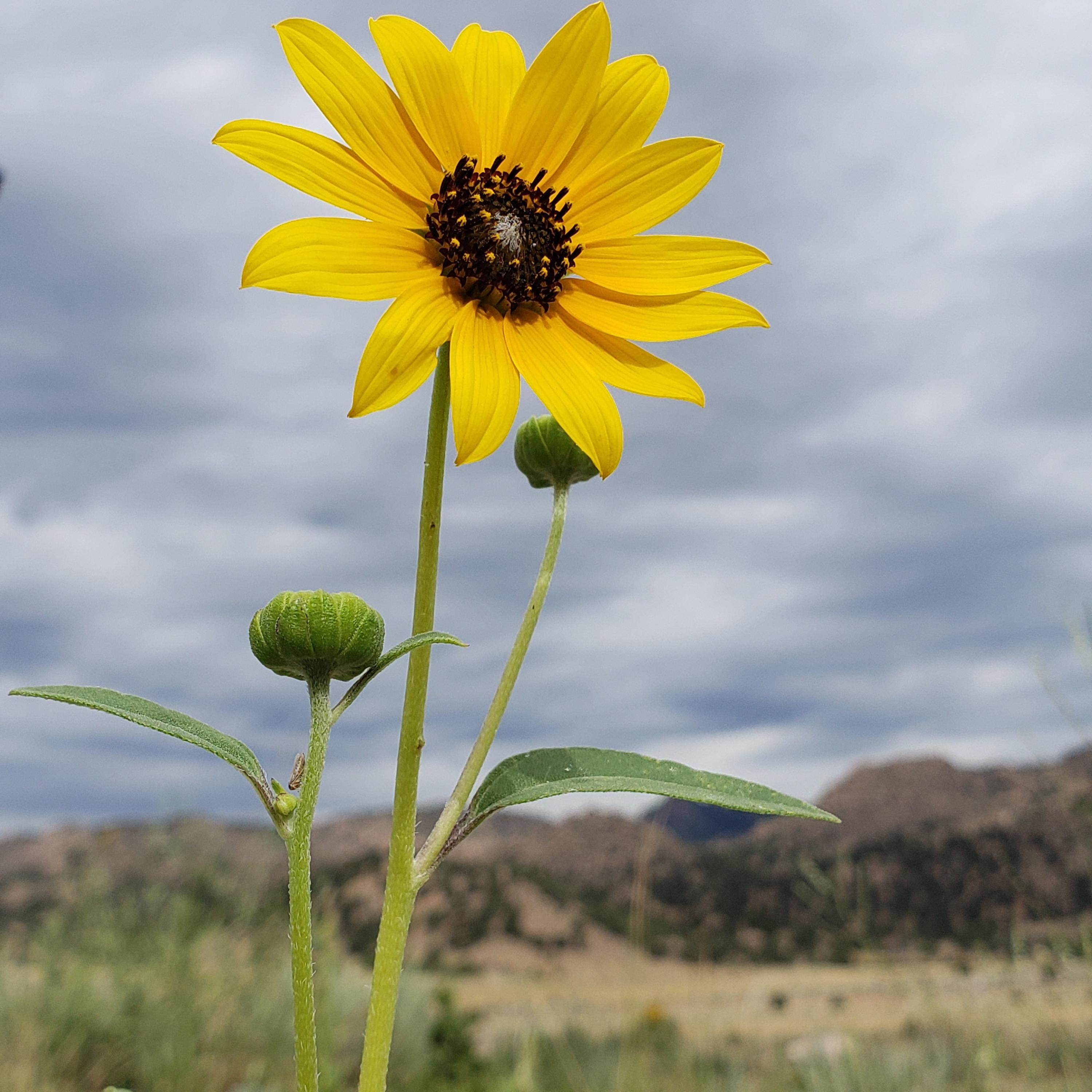 Wildflowers by Jess's songs cover art