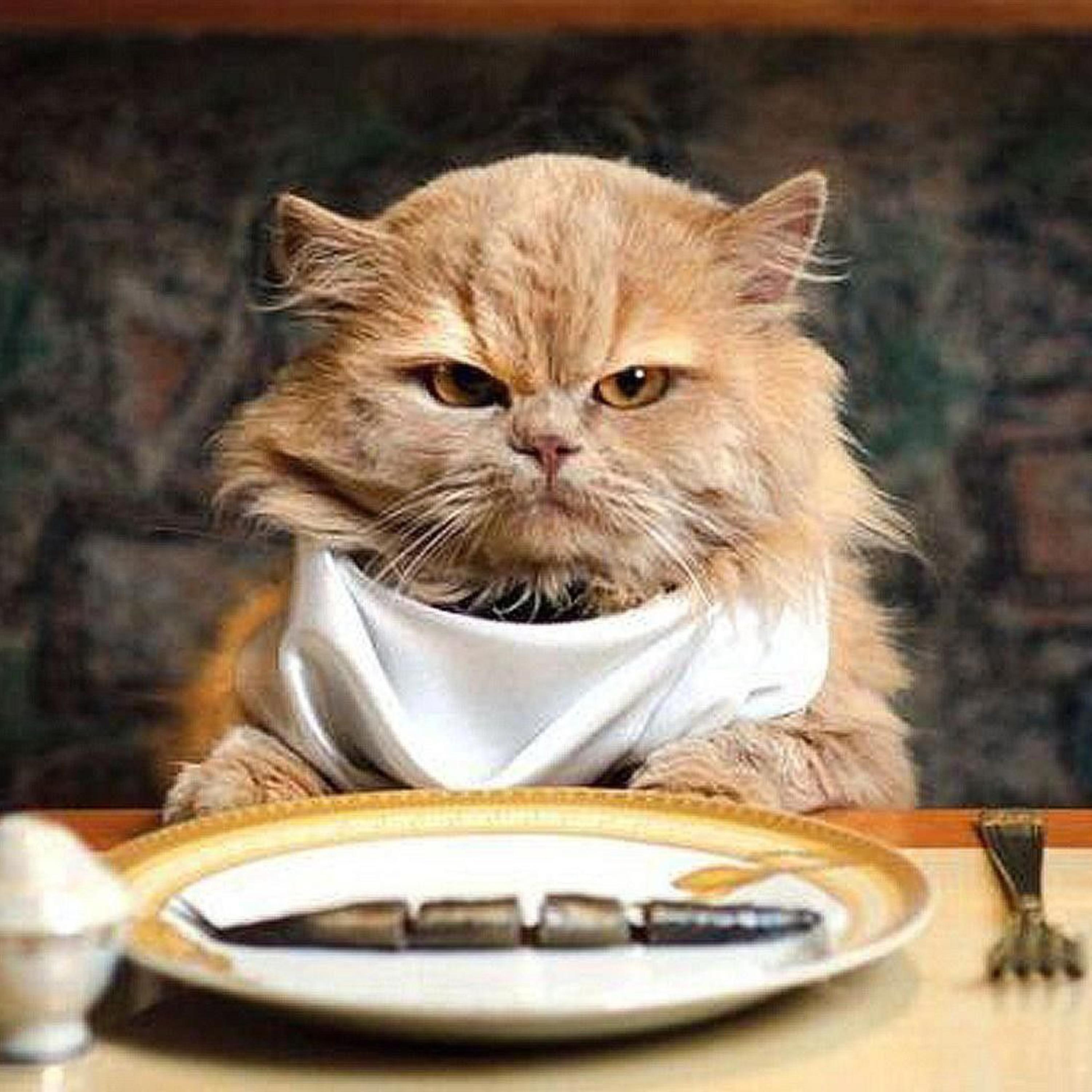 I Will Not Feed In artwork