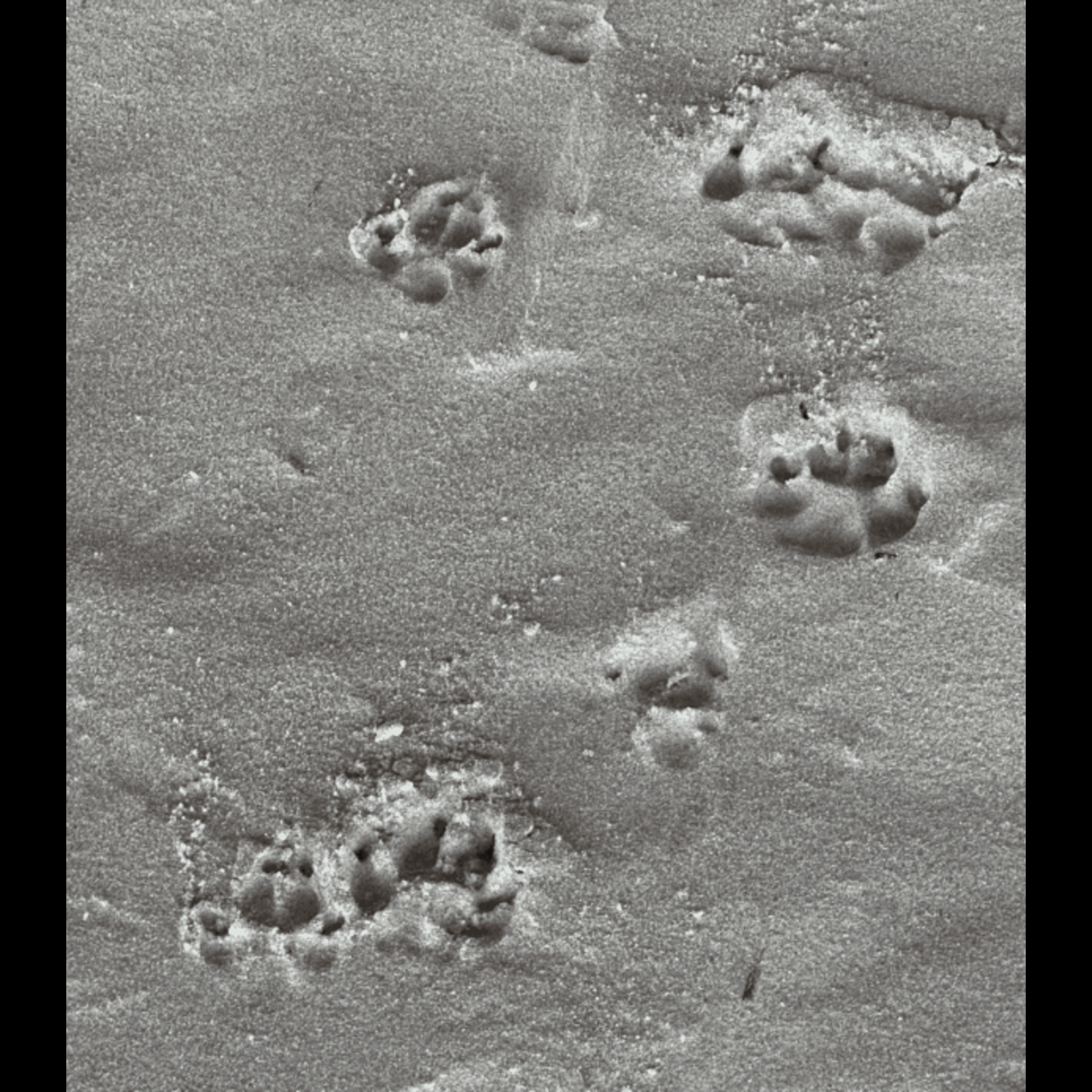 Oliver's Road artwork