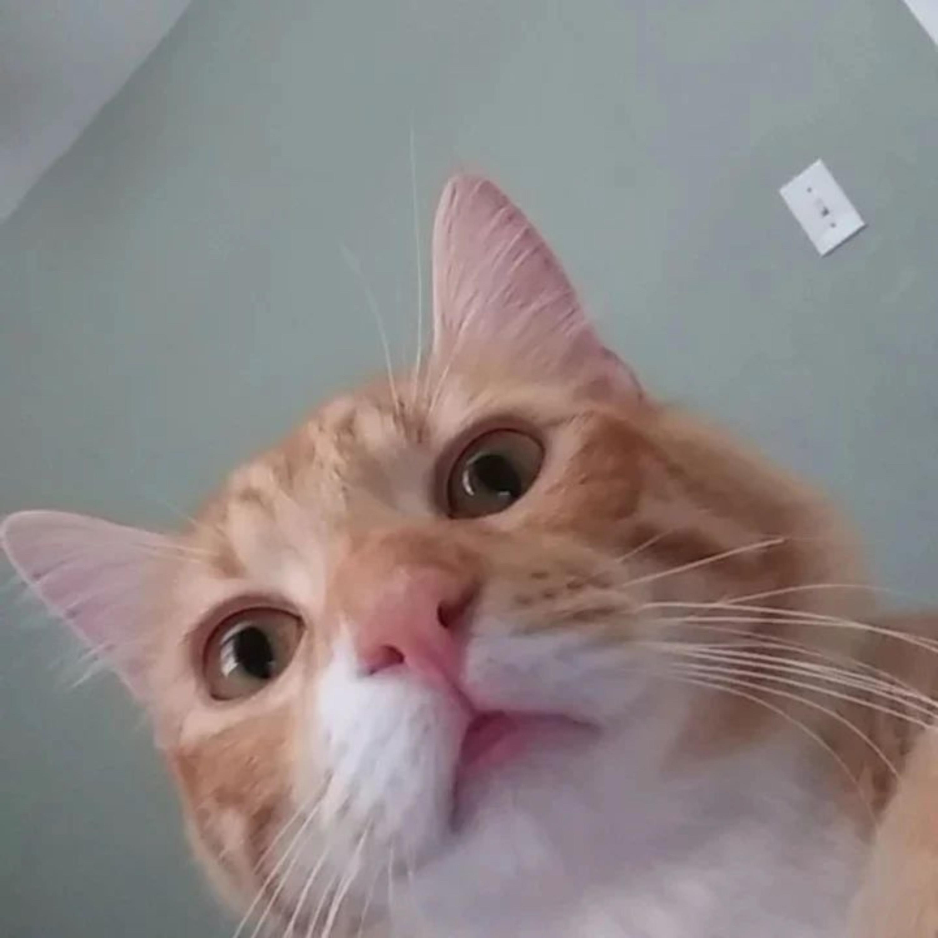 Big Bad Woof artwork