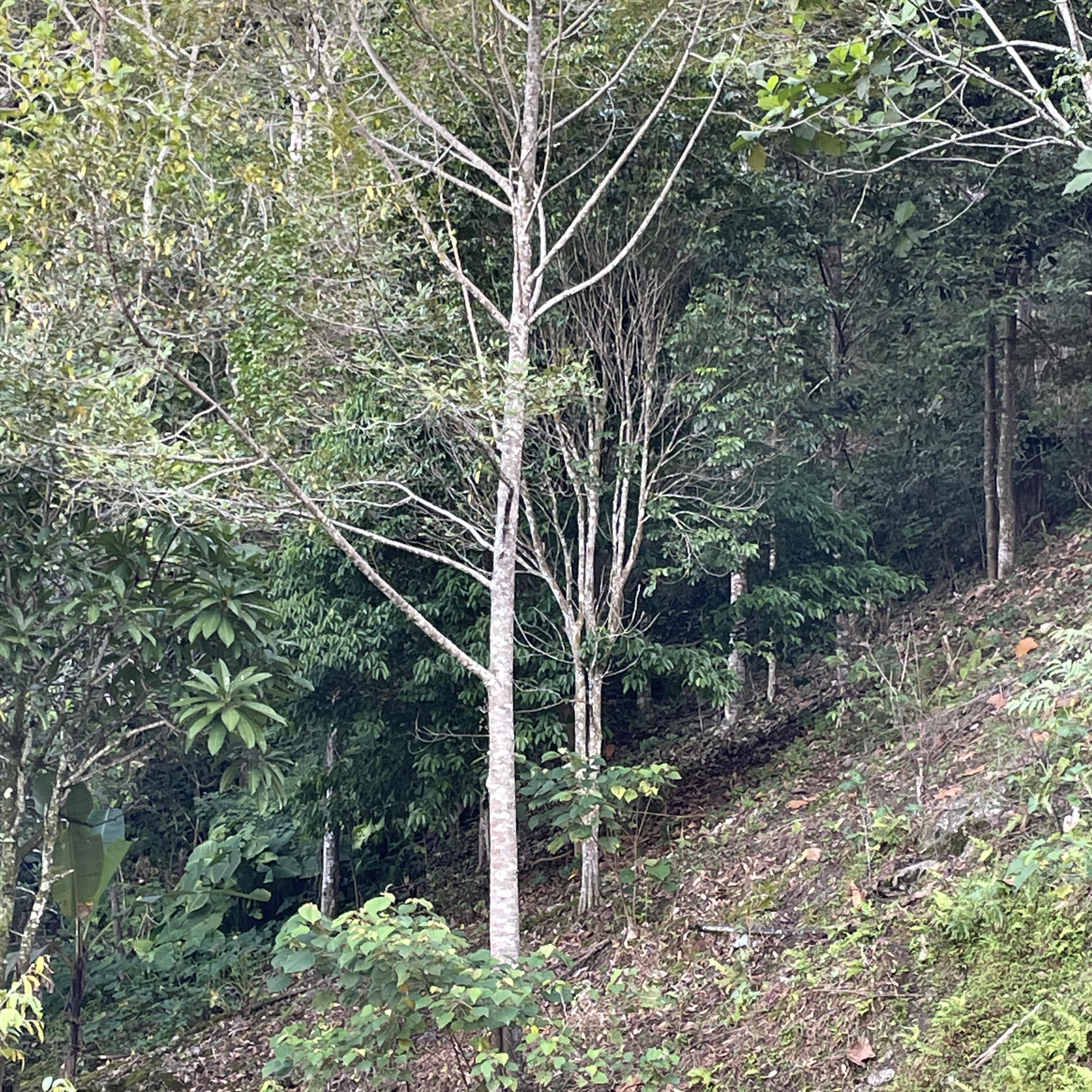 Pesta Bintang Timur artwork