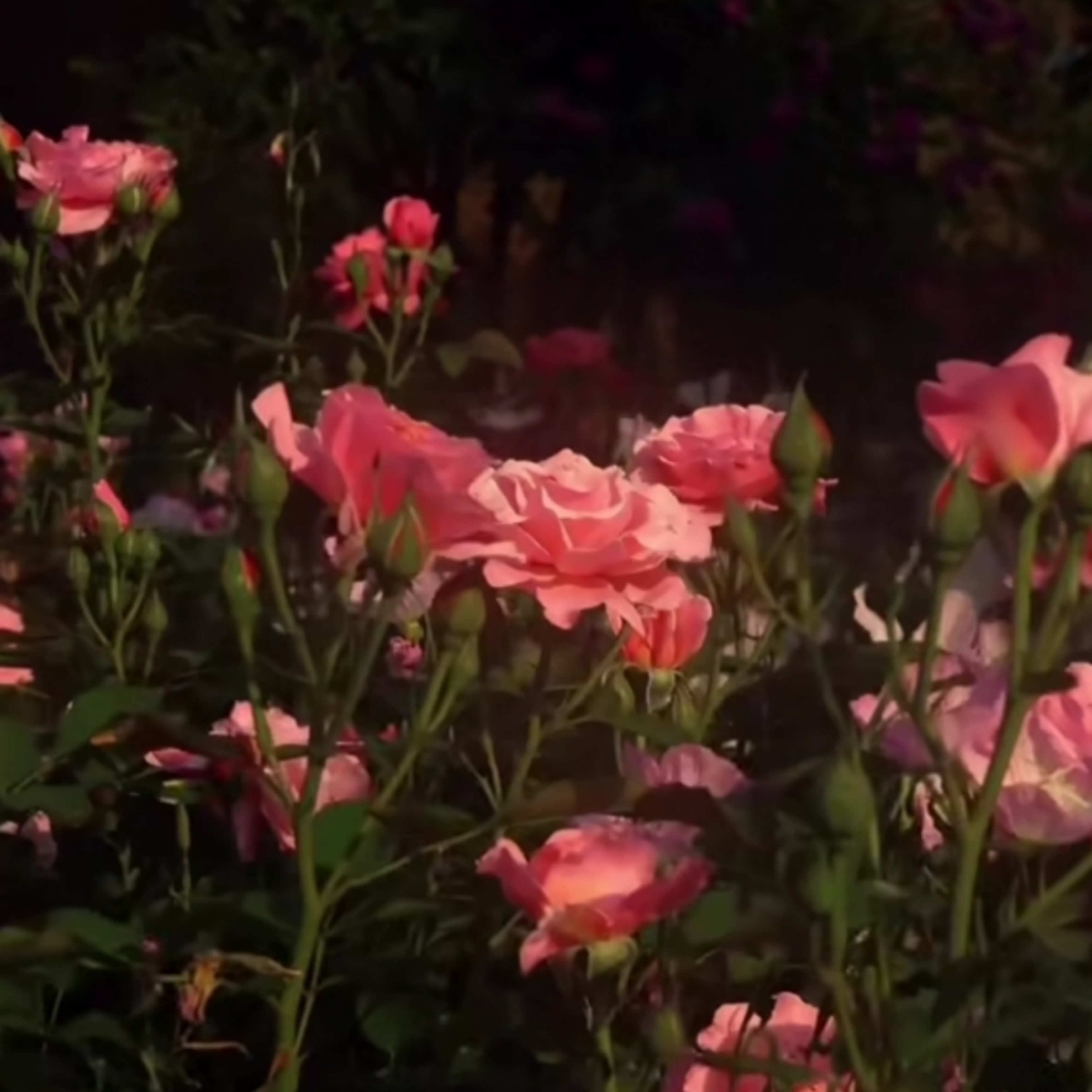 Paper Roses artwork