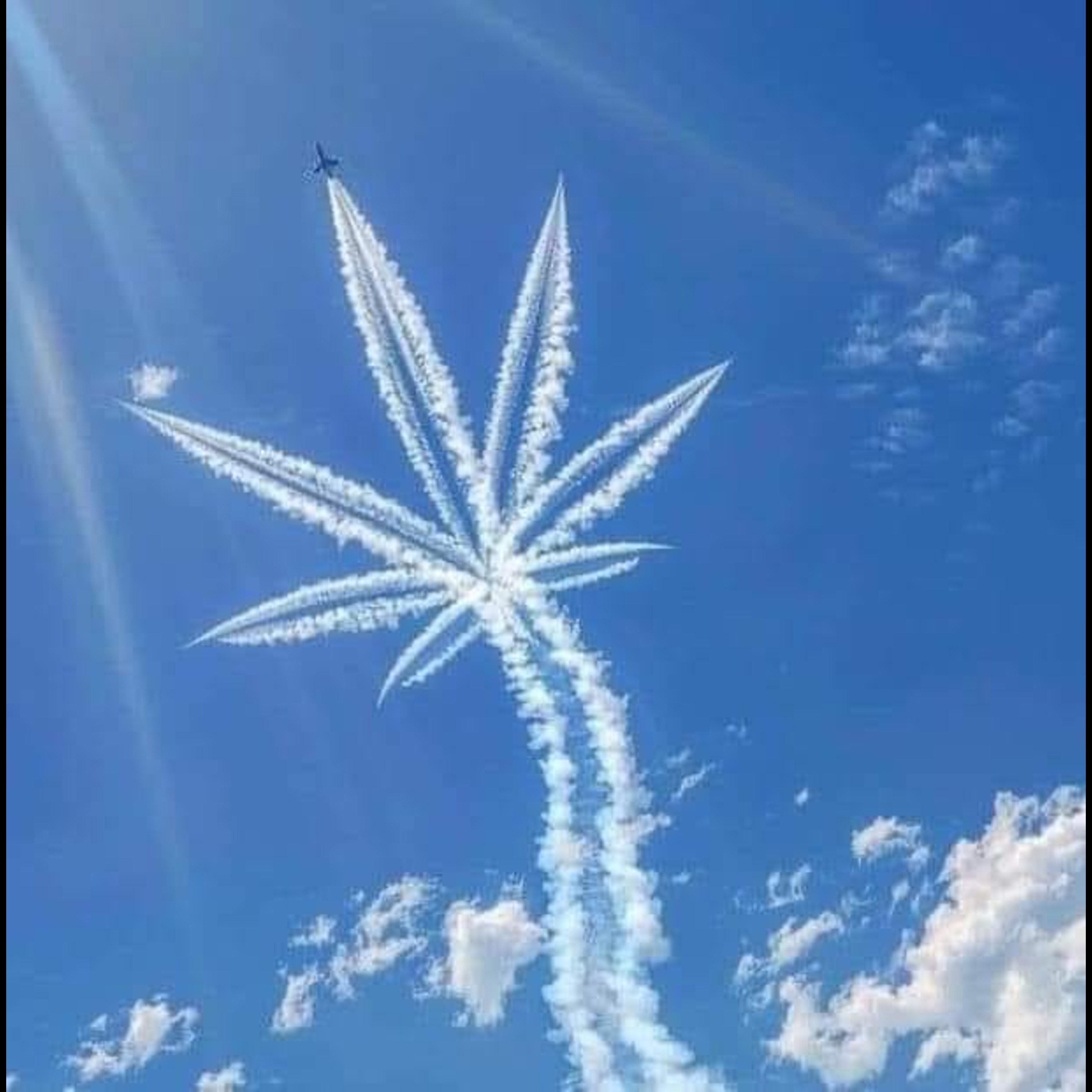 LA CUCARACHA artwork