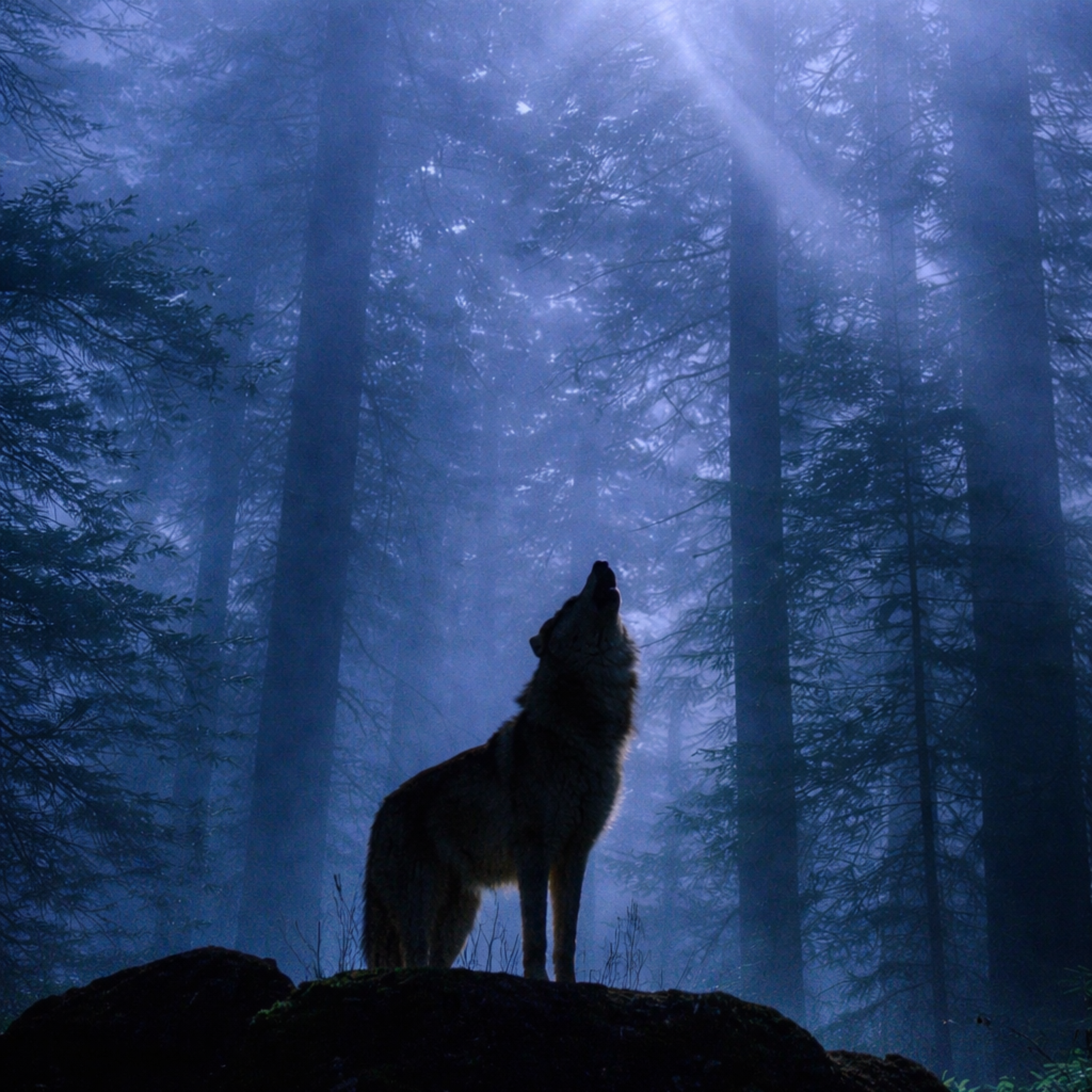 WOLF TAPE artwork