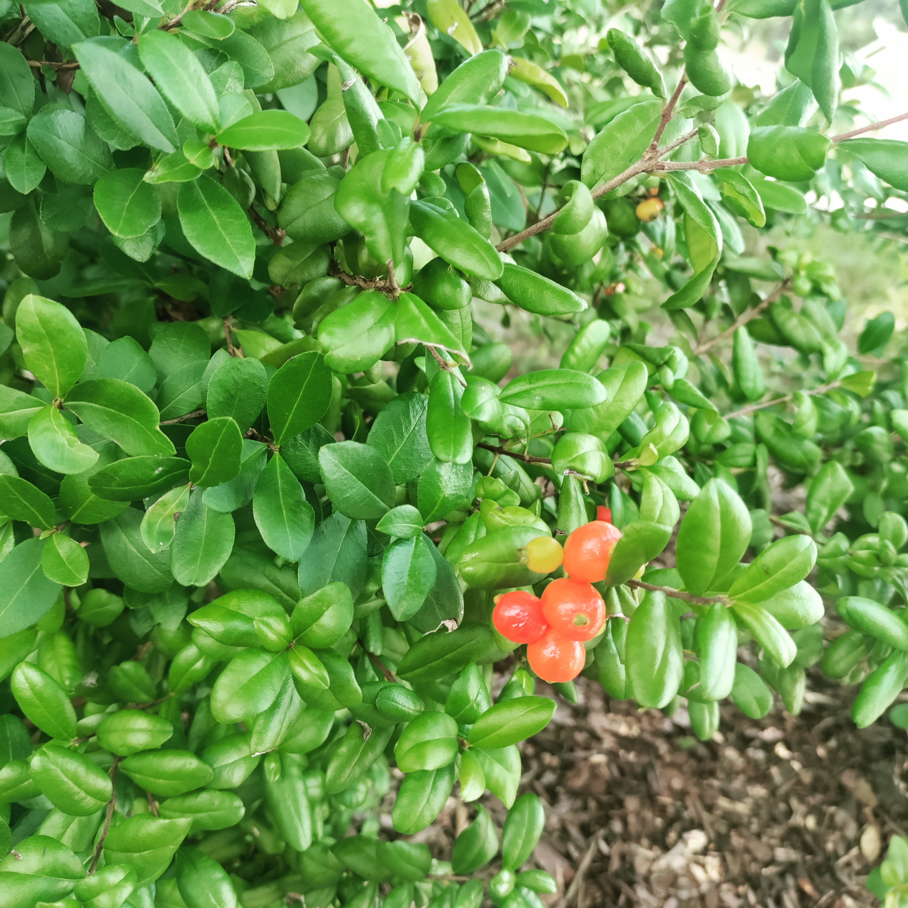 FAMILY ESTATE artwork