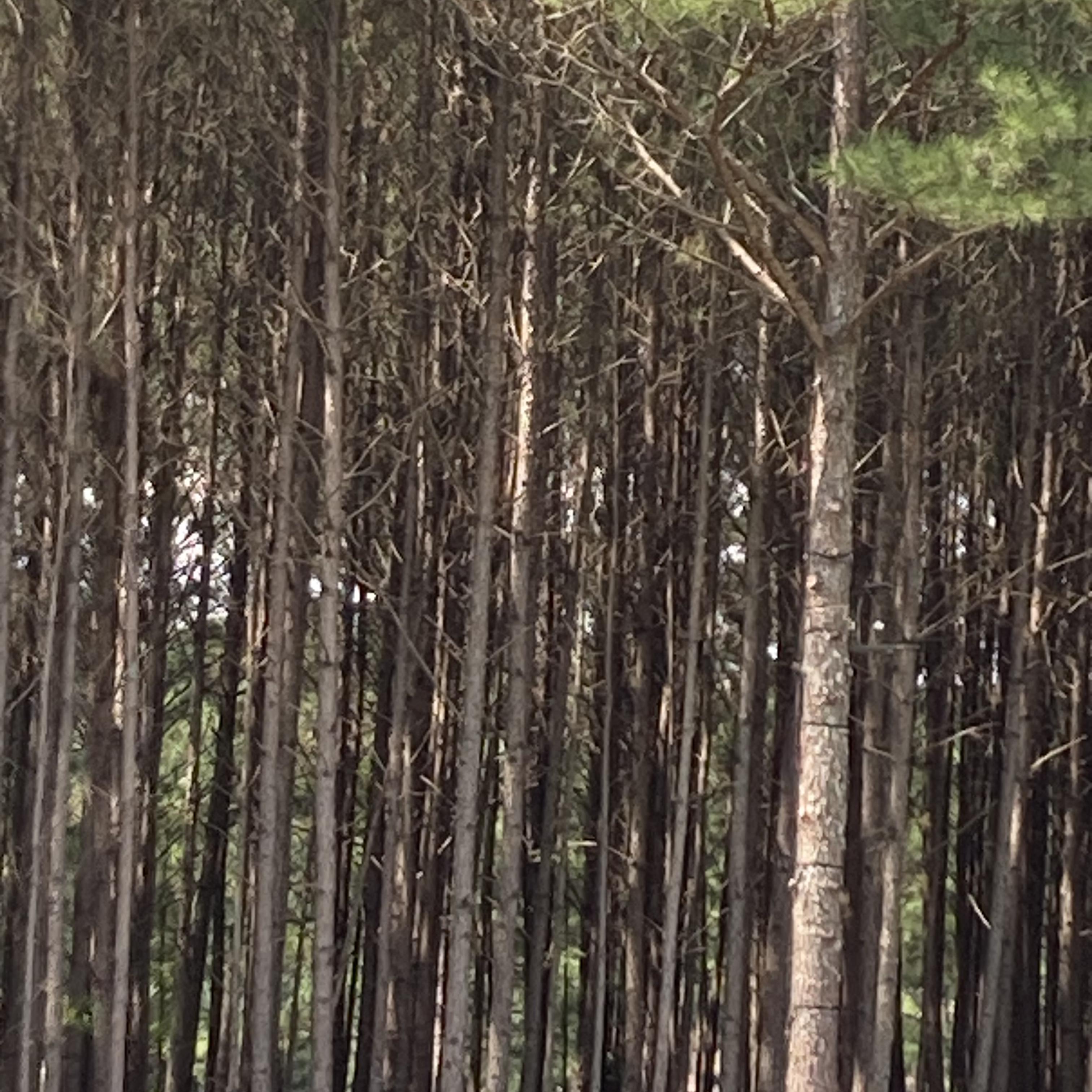 Wind In The Pines artwork