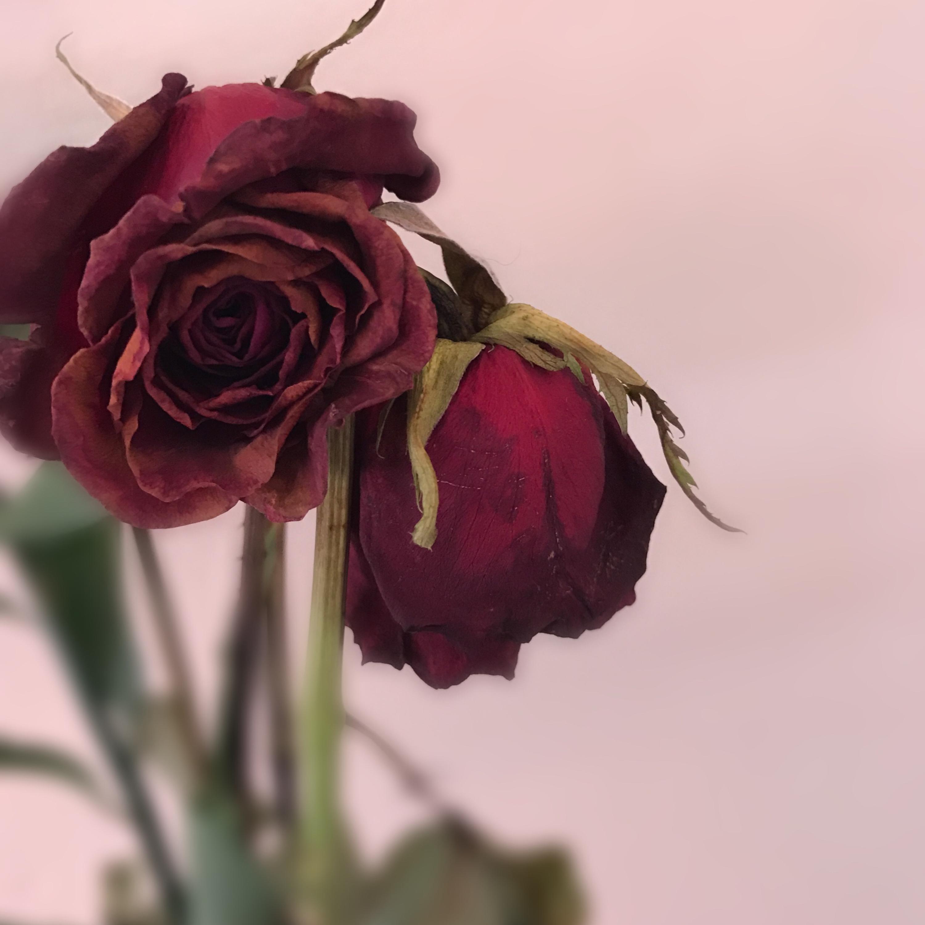 Dead Roses artwork