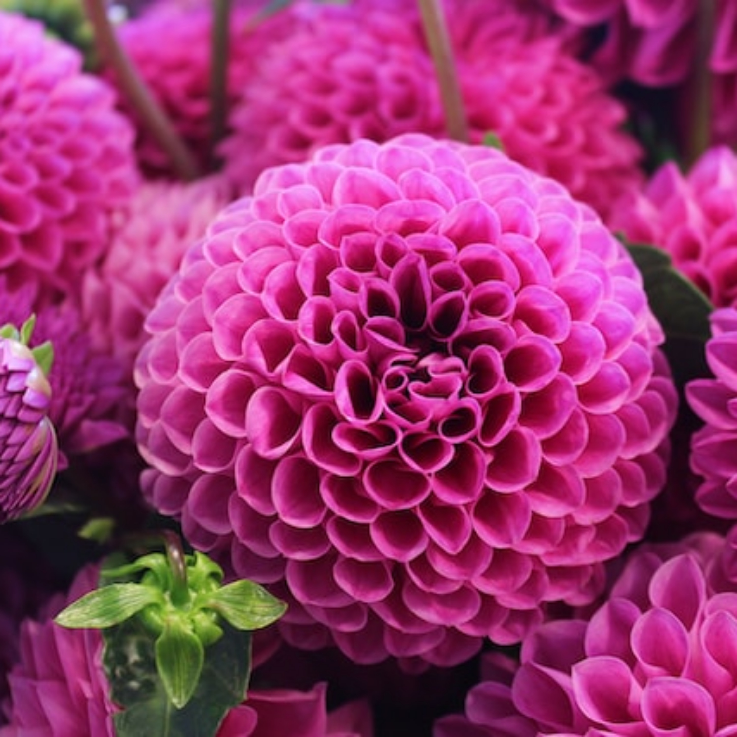 Oh Hai Sayang artwork