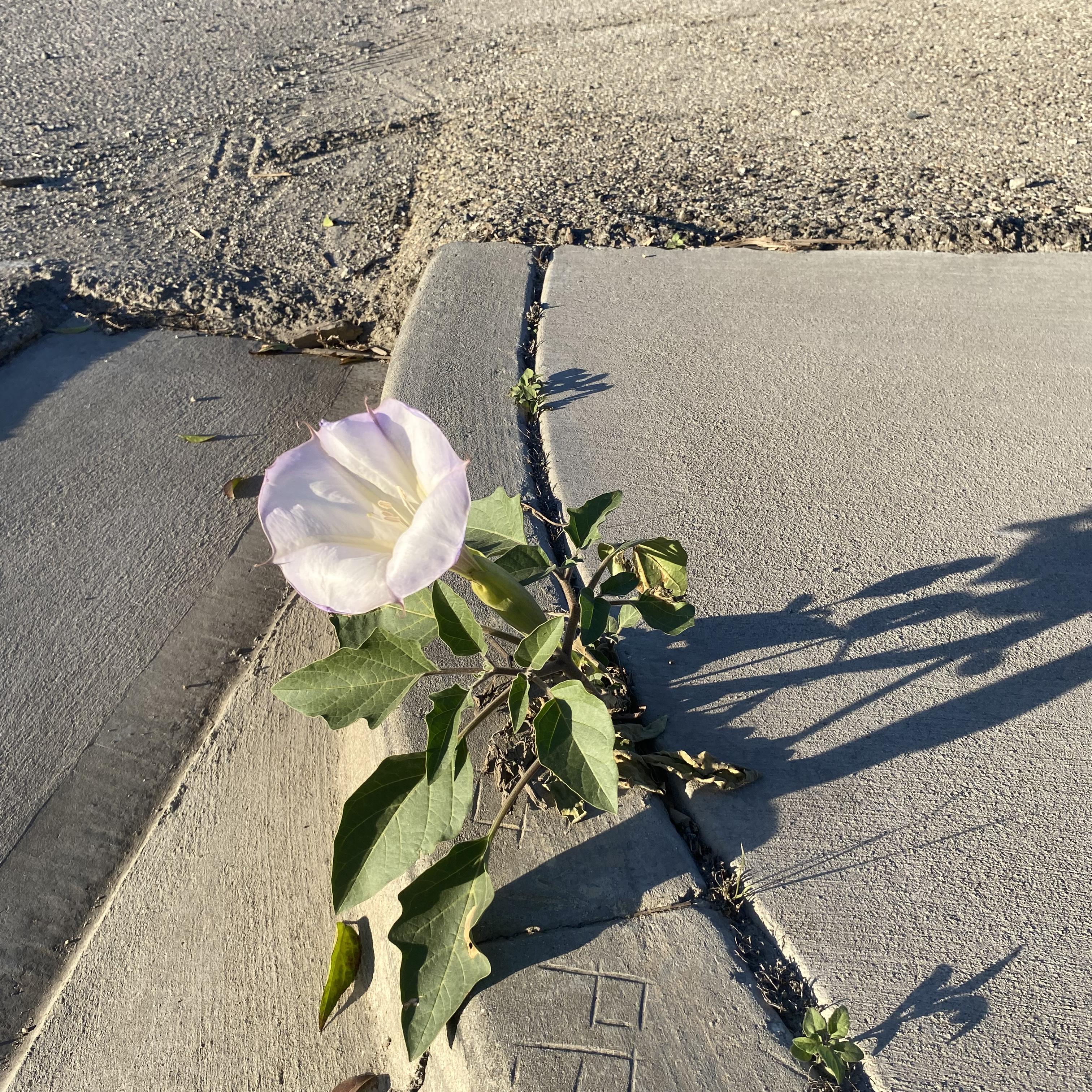 From The Heart artwork