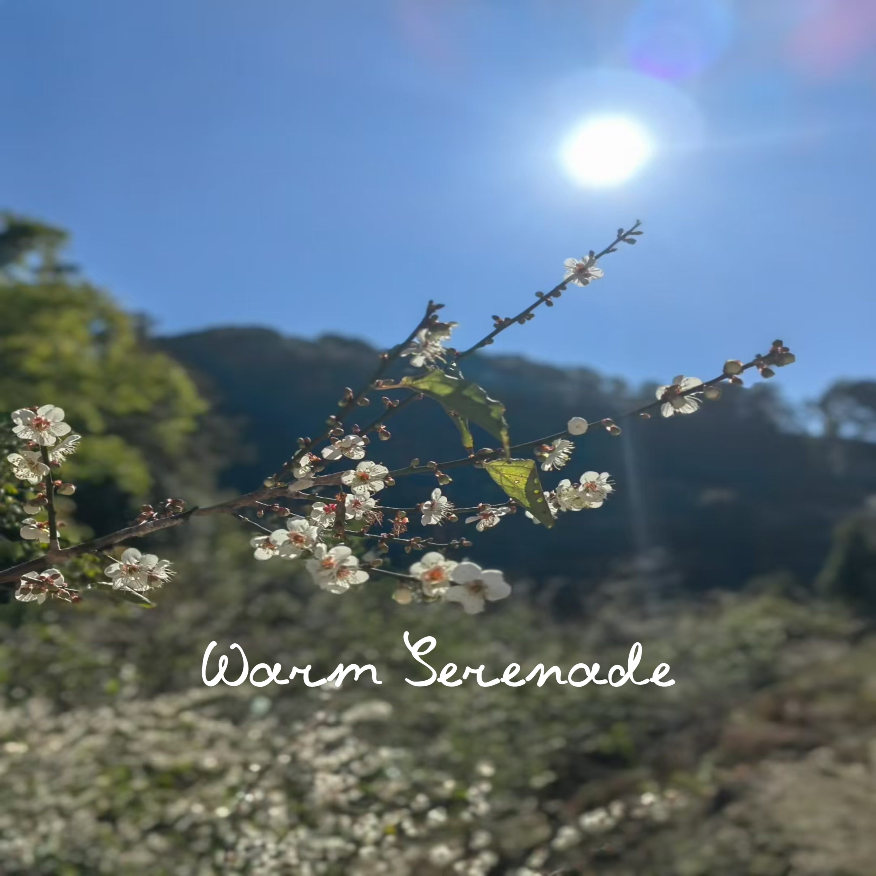 Warm Serenade artwork