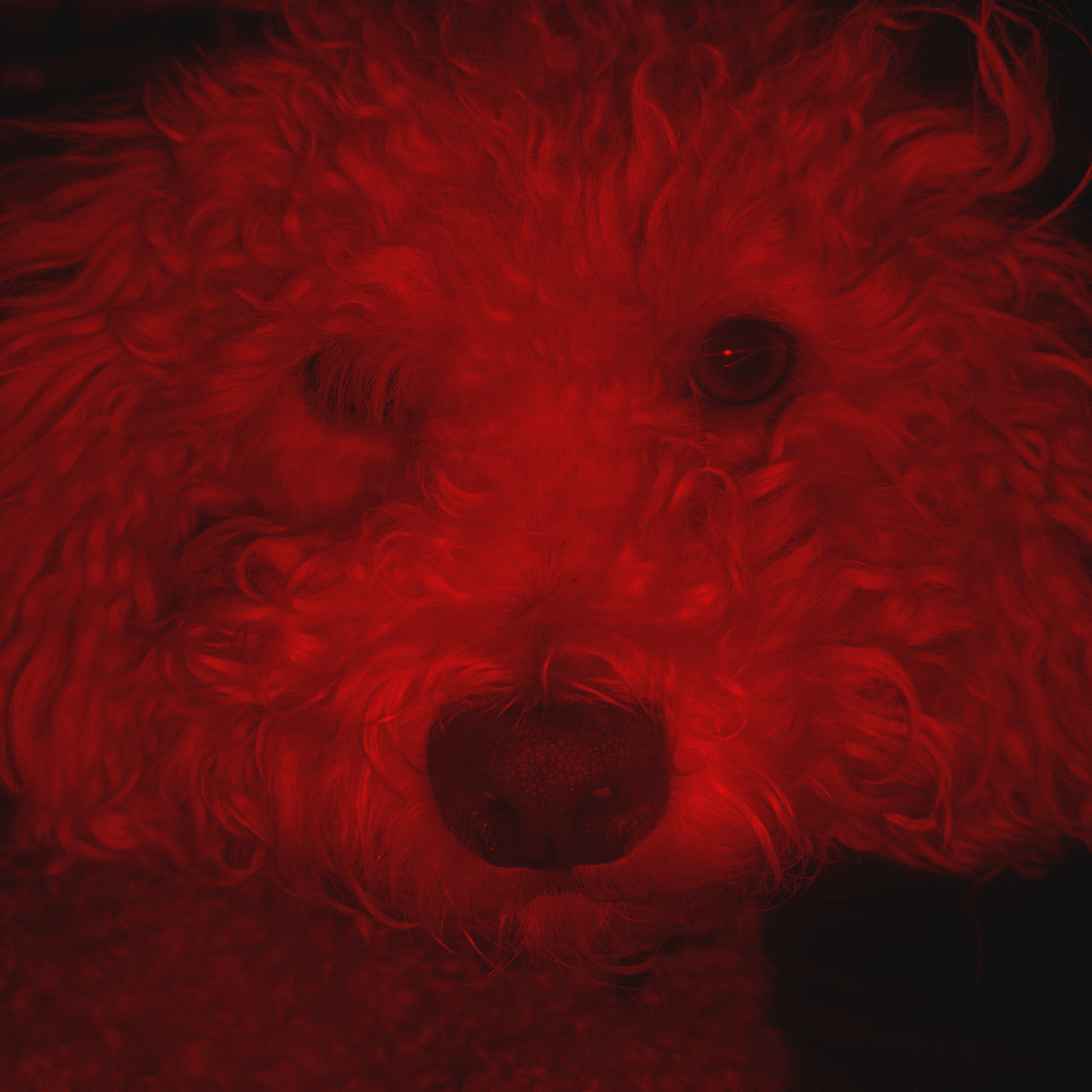 RED DOT artwork