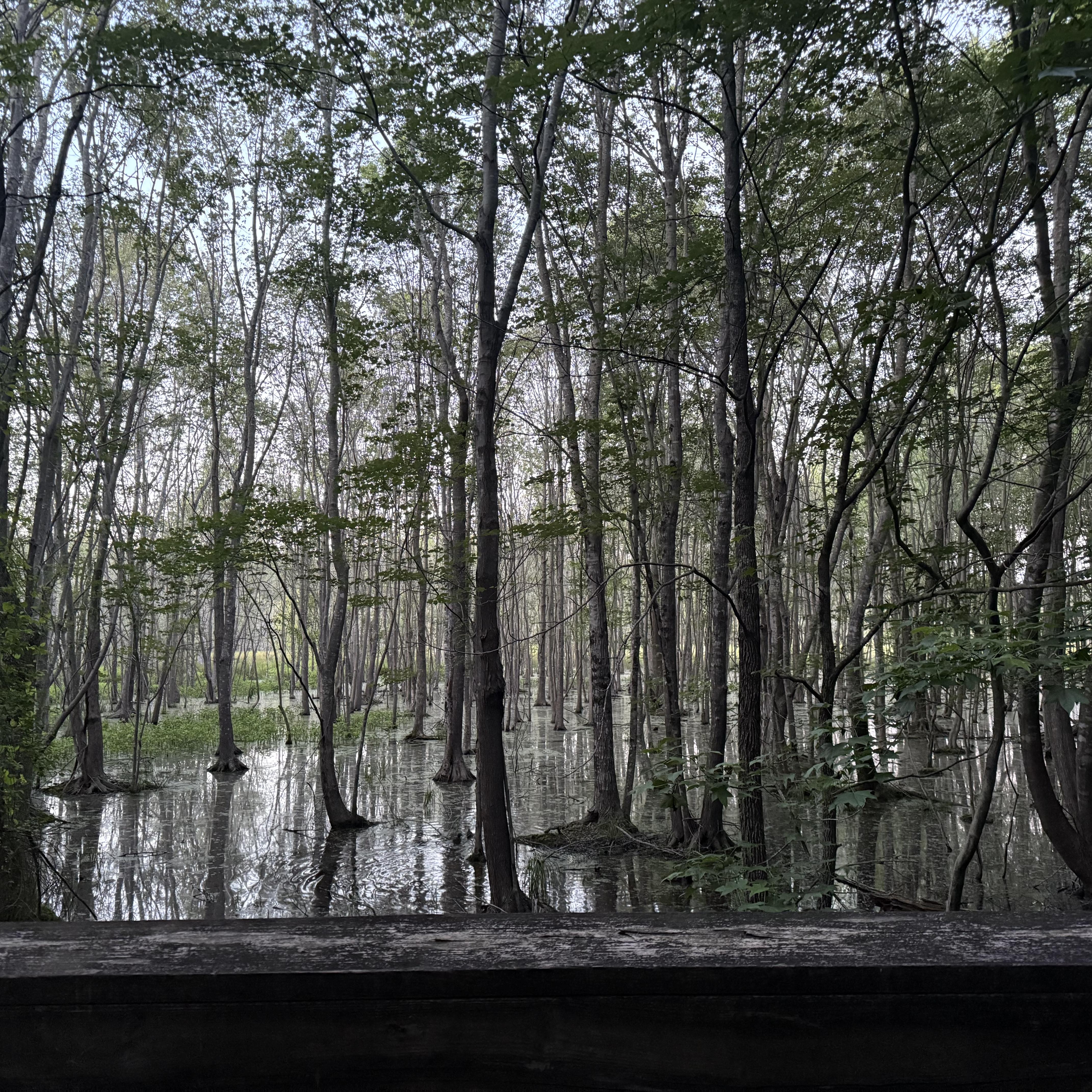 In My Feelings artwork