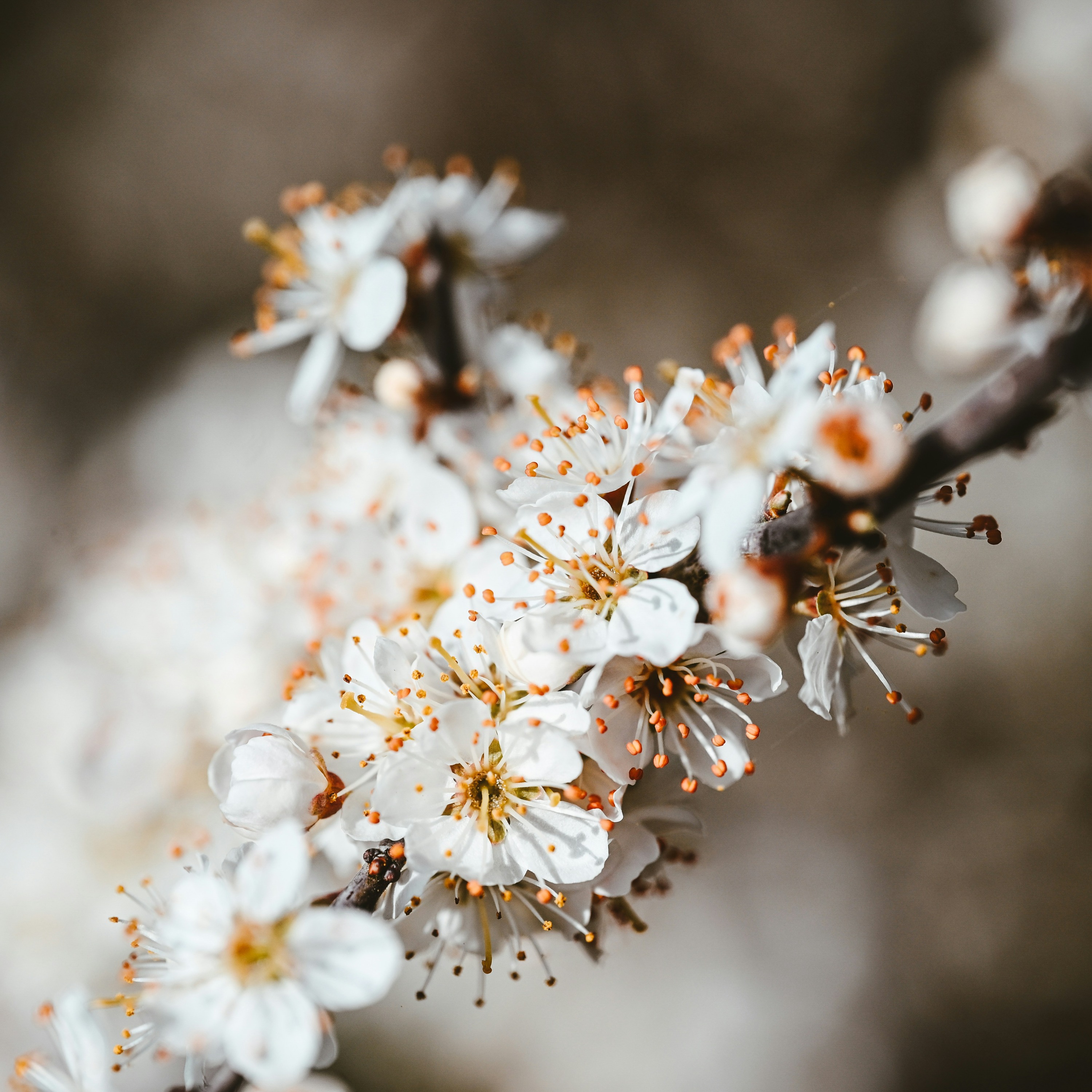 Sape Nga Dulu artwork