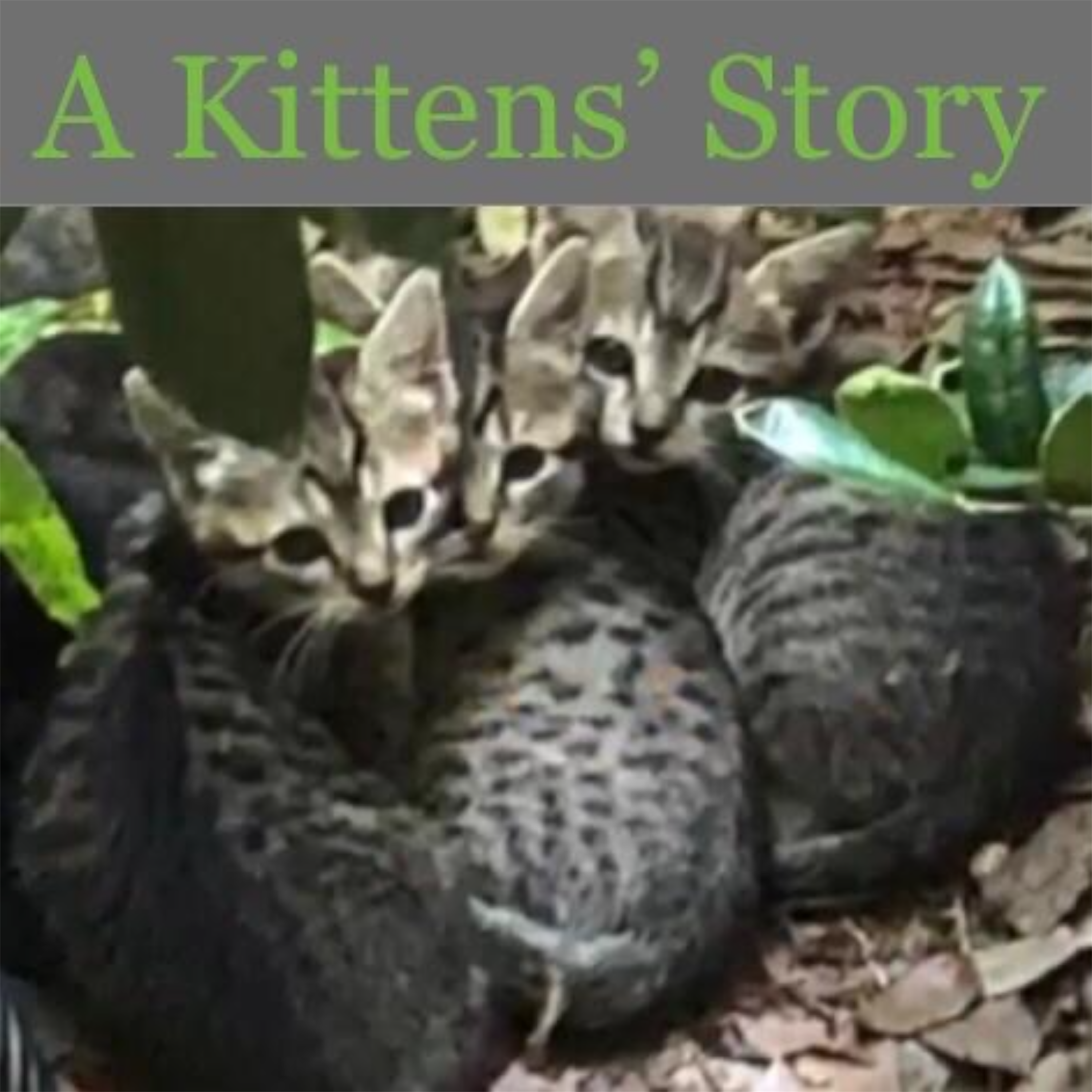 A Kittens’ Story artwork