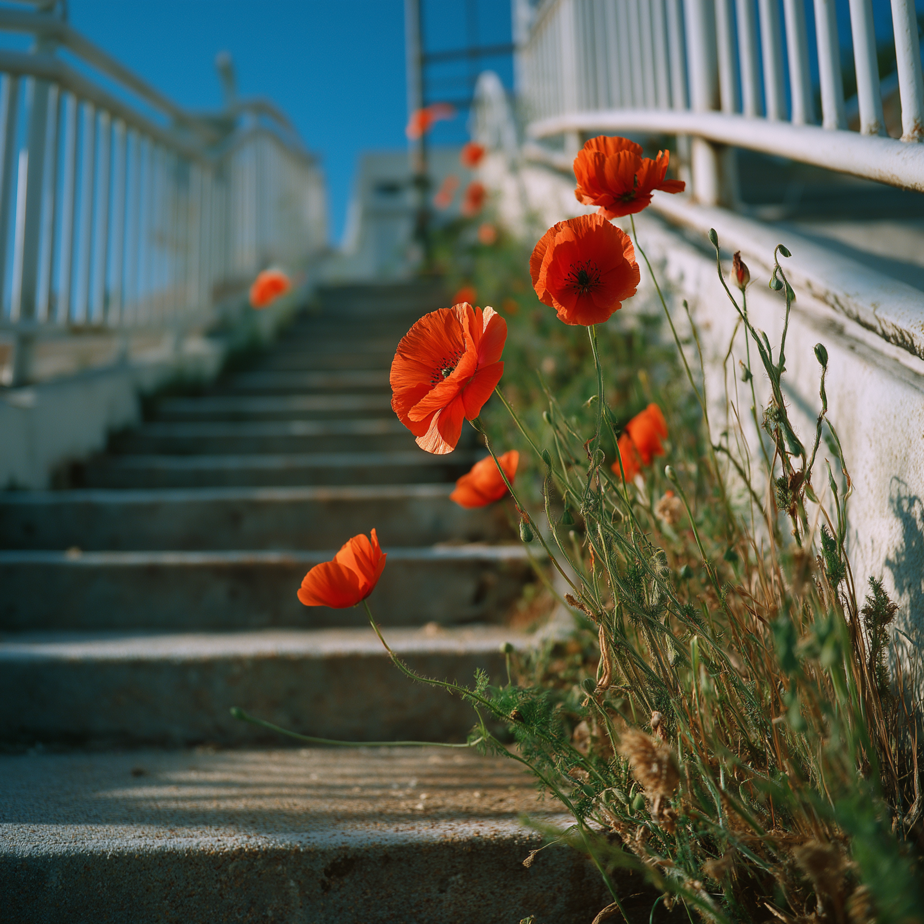 Coquelicot Migrant artwork