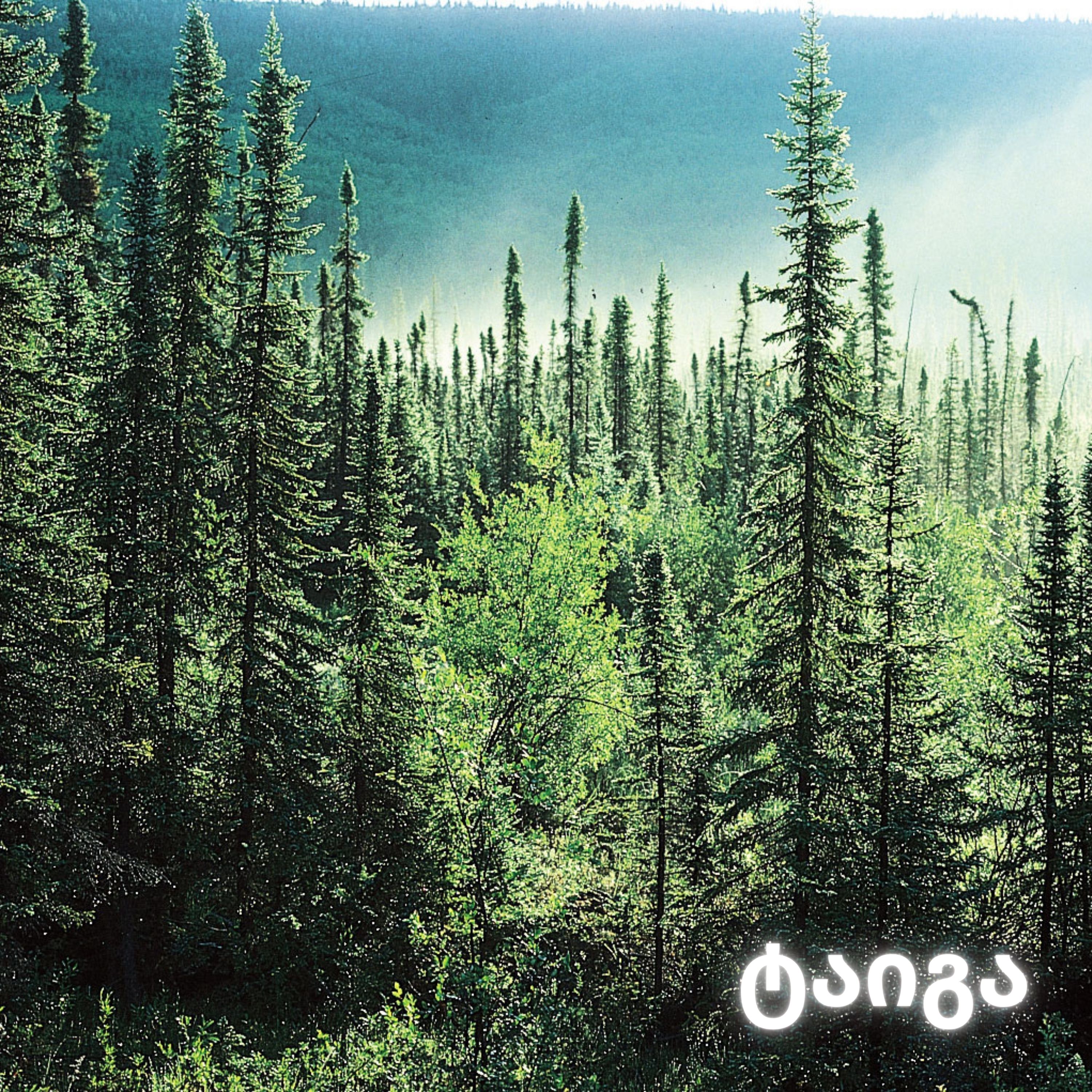 ტაიგა artwork