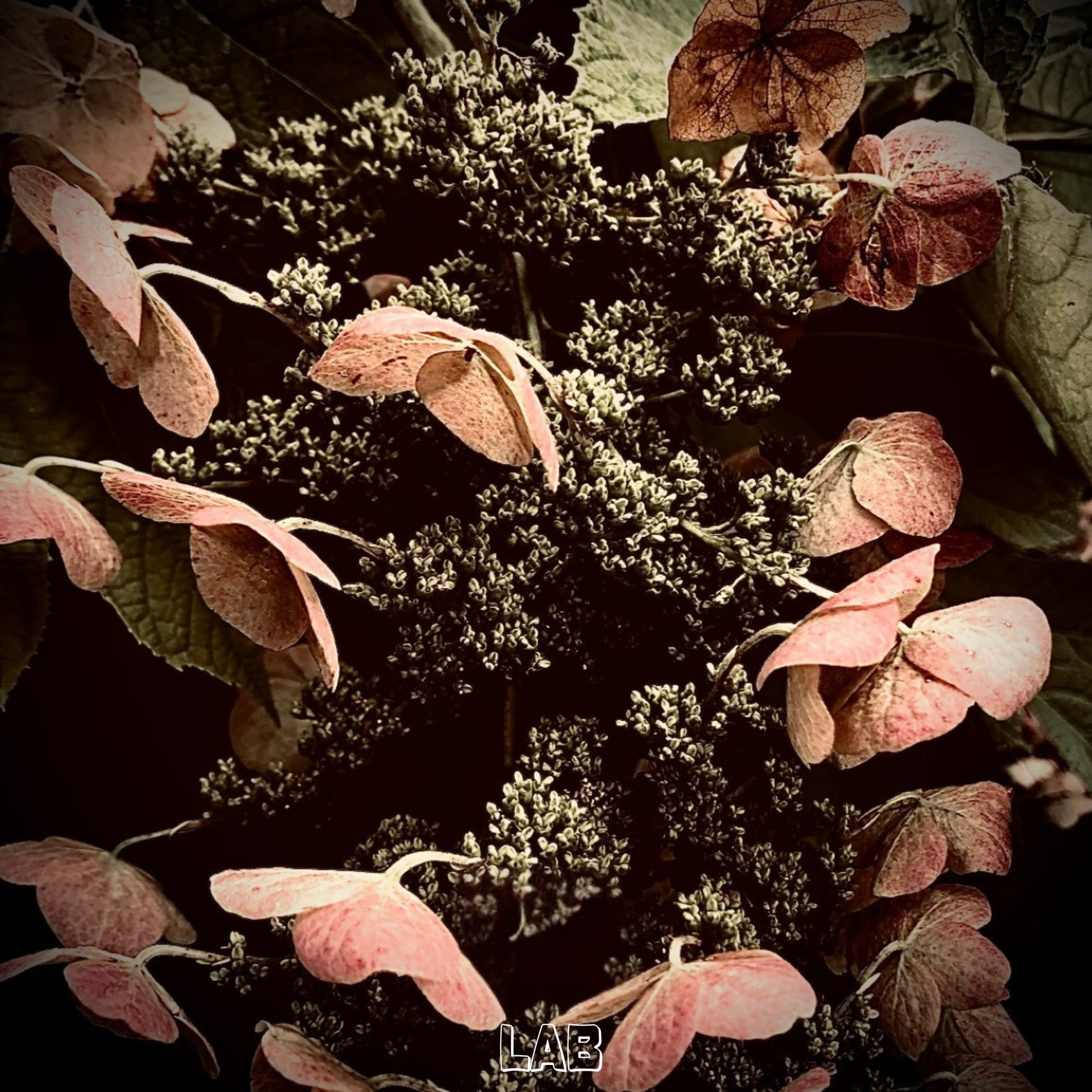 The Harvest (Time To Reap 3) by Big Merce cover art
