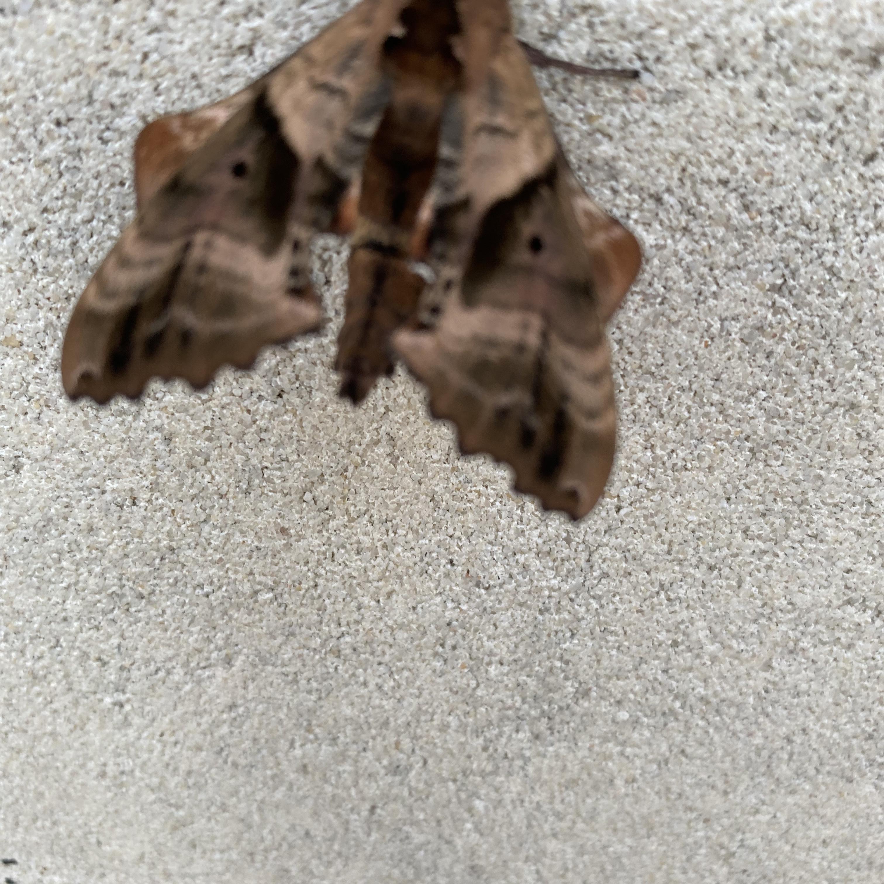 backfromthedead artwork