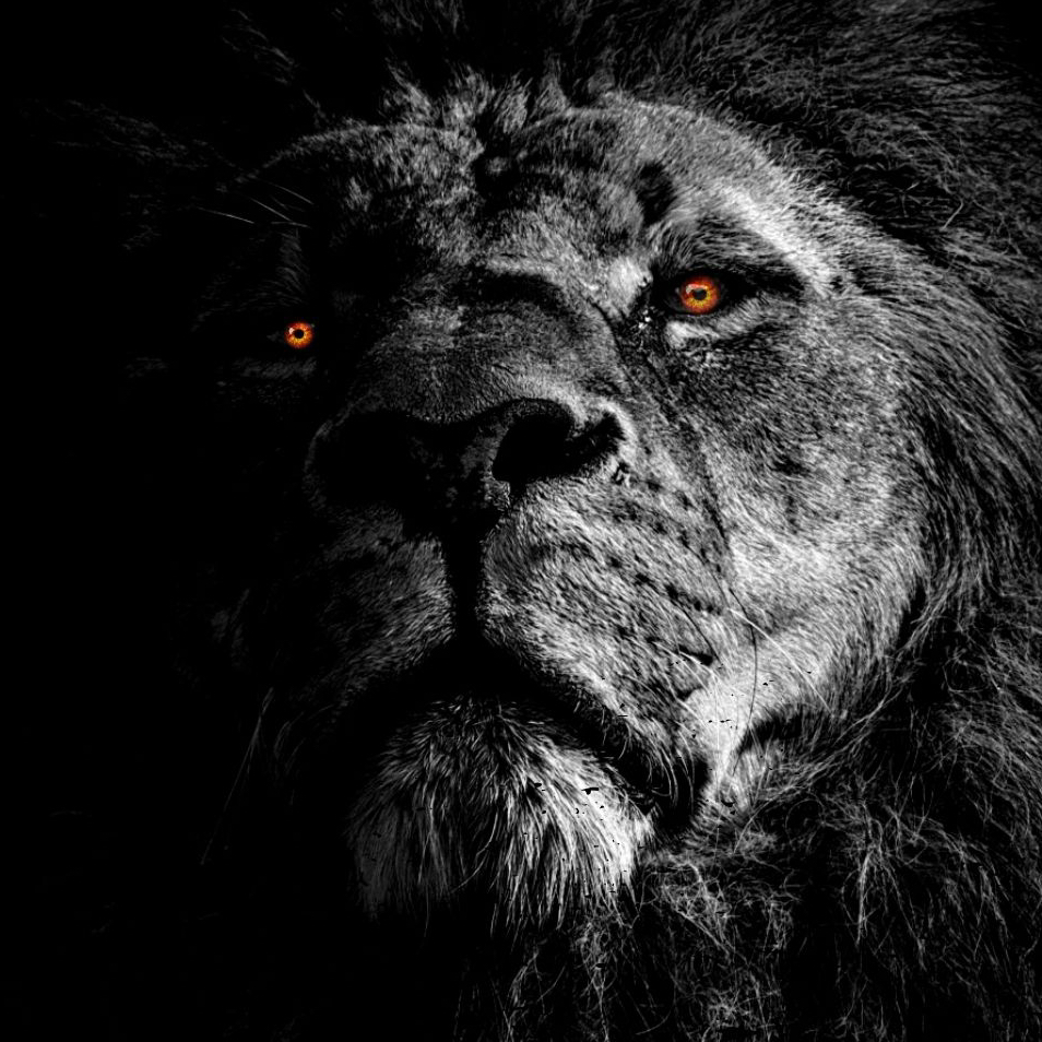 KingOfDaJungle