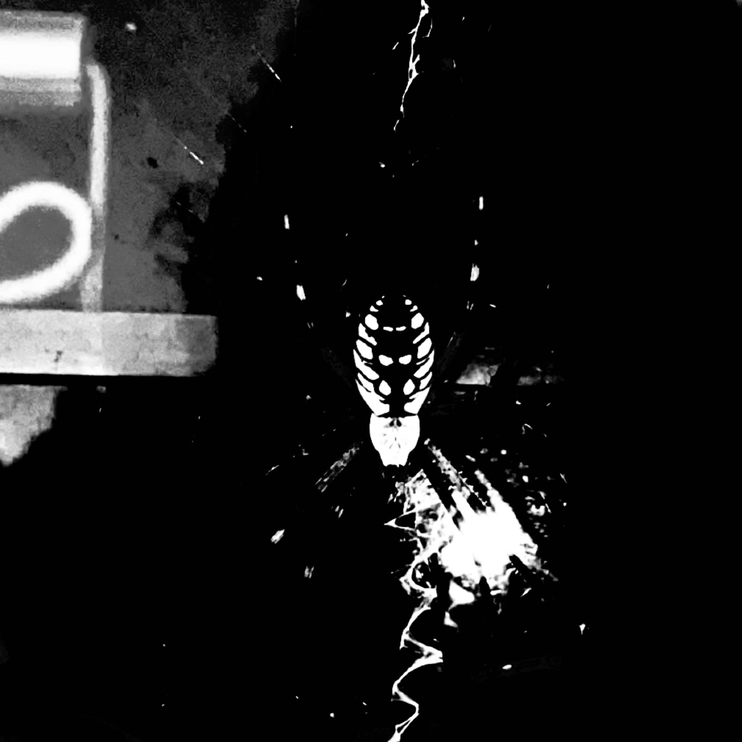 Arachnophobia artwork