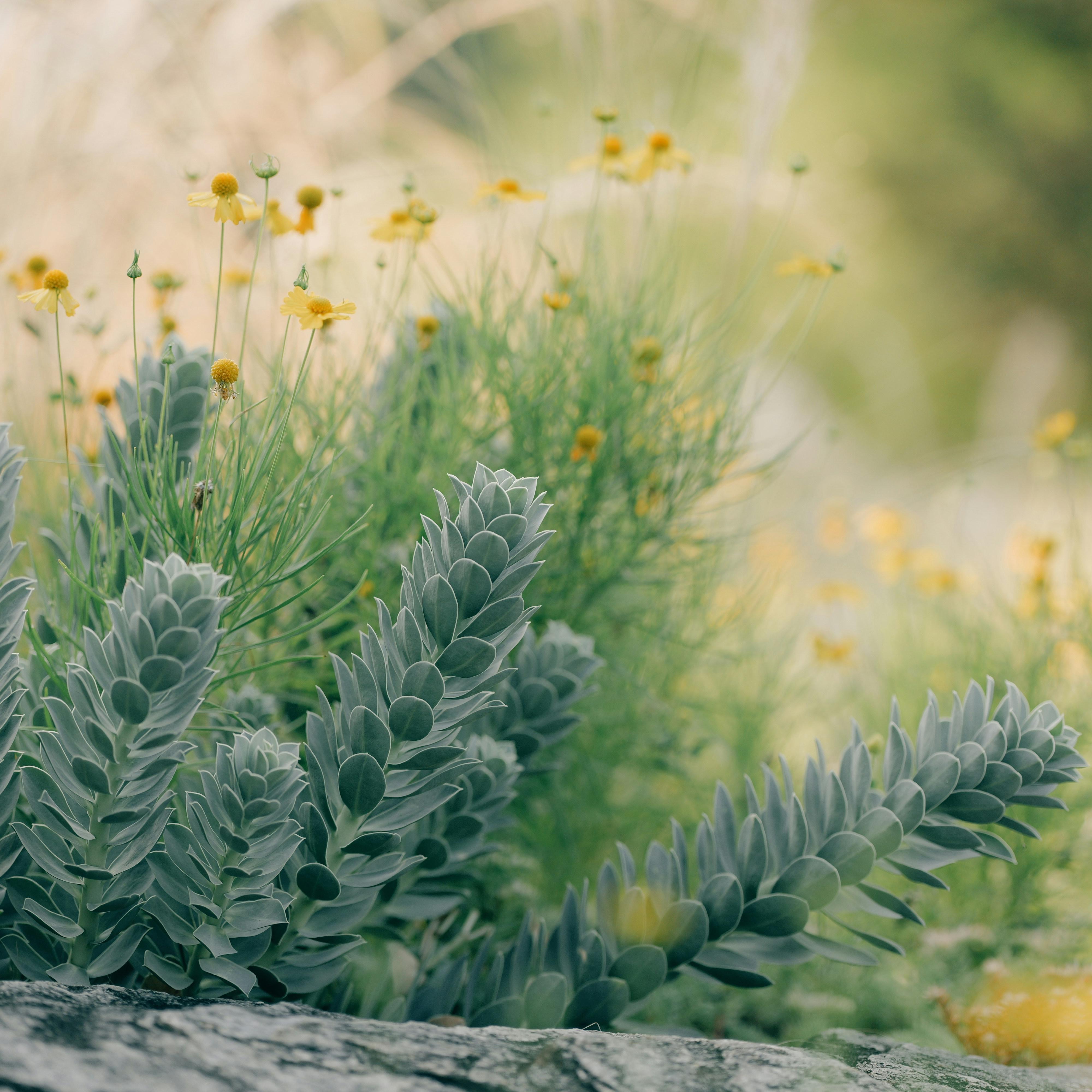 Mula Macenning Cappa' Makessing artwork