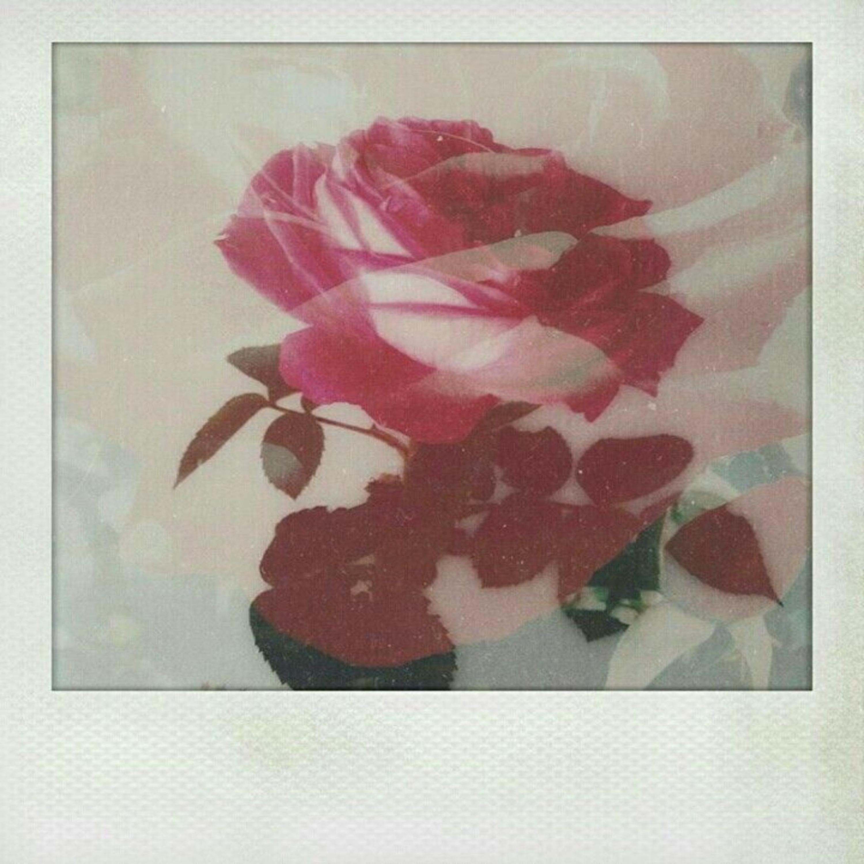 Bouquets Of Roses artwork