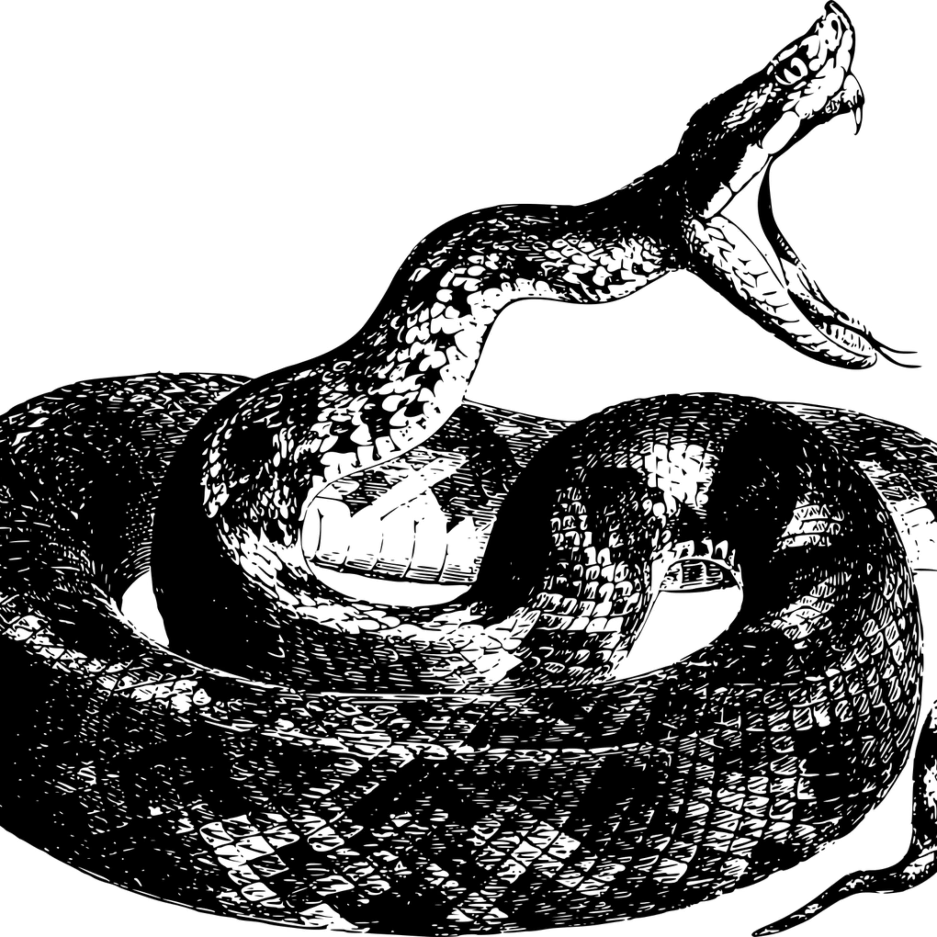 SLITHER artwork