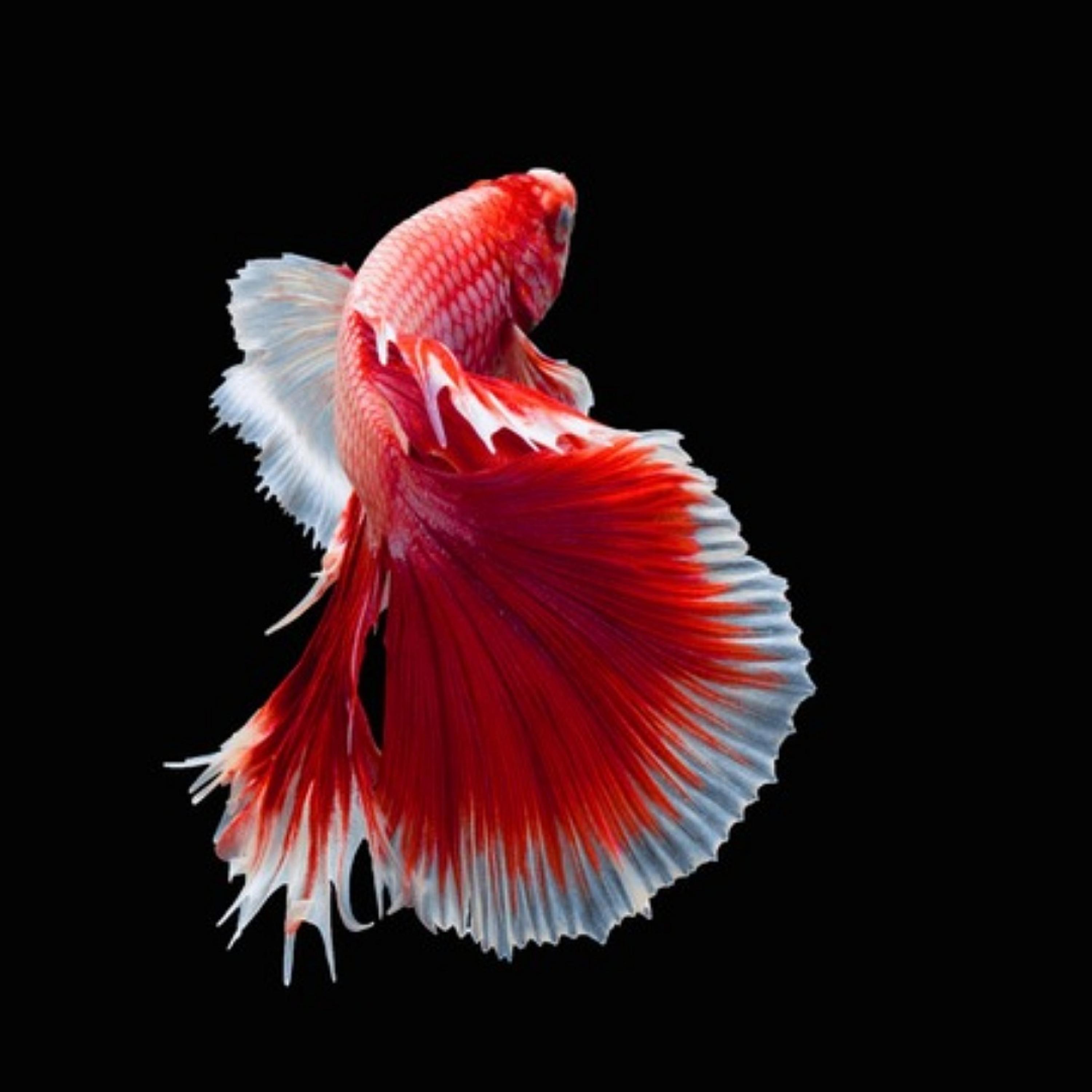 Get,Spit,Spend  artwork