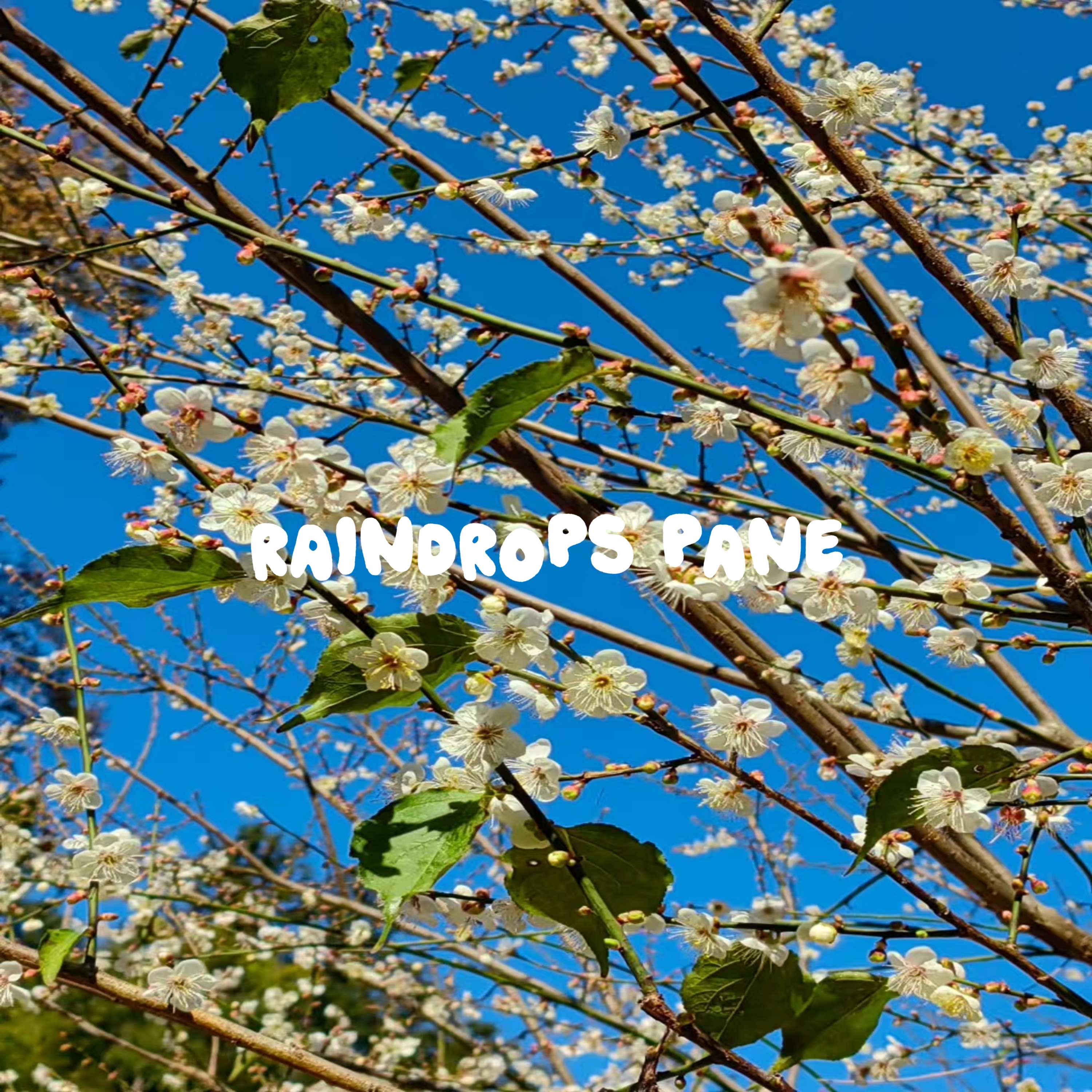 Raindrops Pane artwork