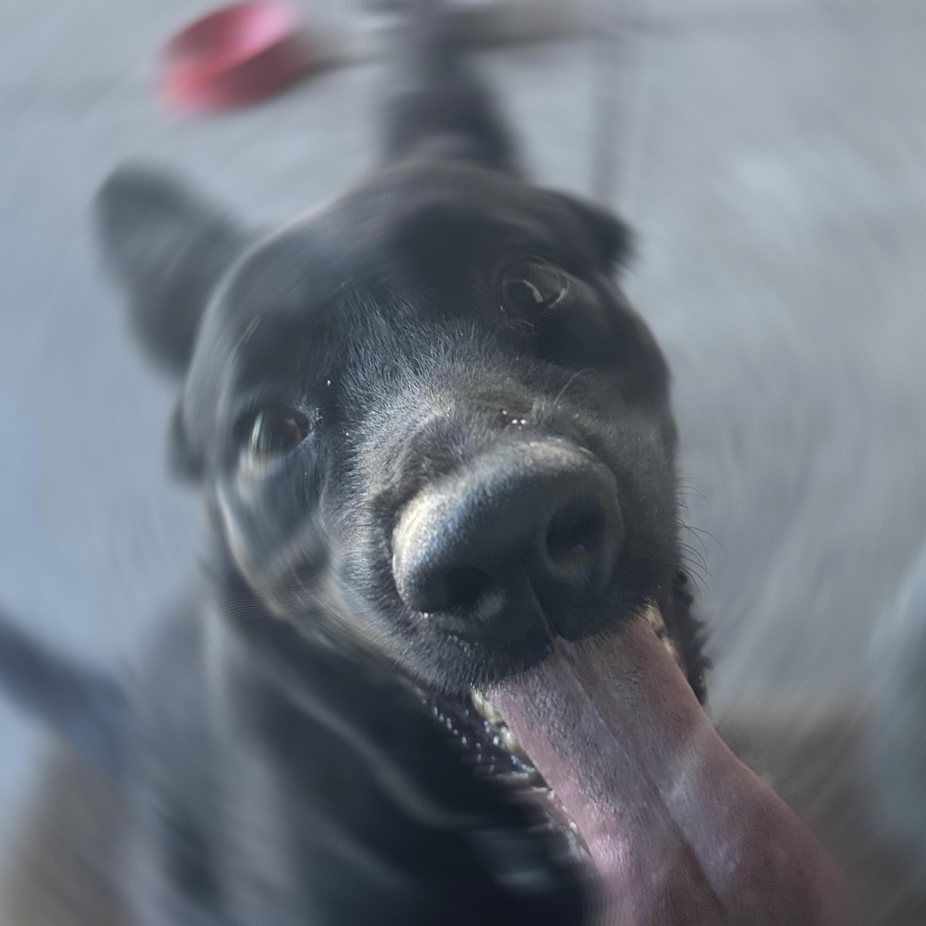 Zoomies by Iskeleton