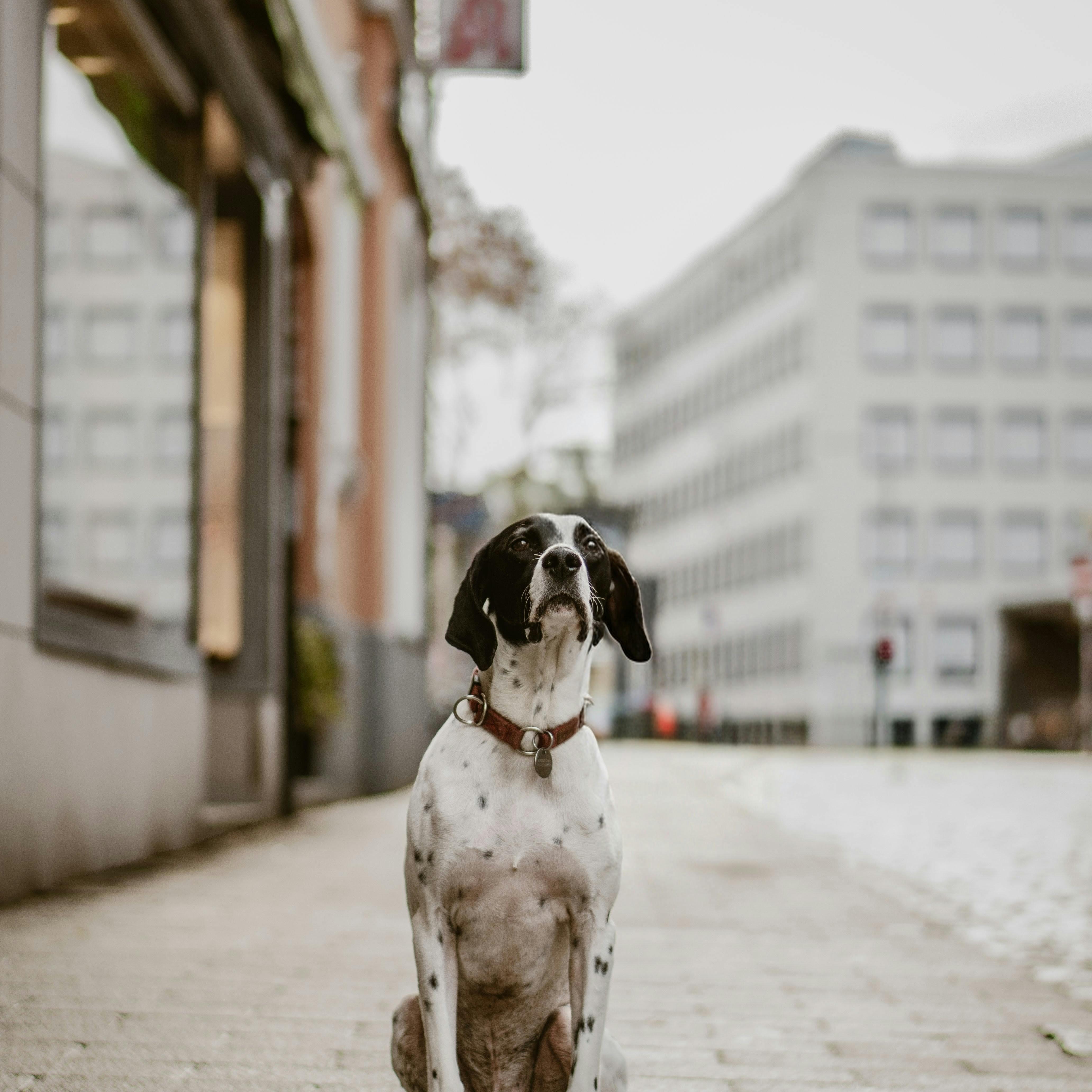 Cada Mañana artwork