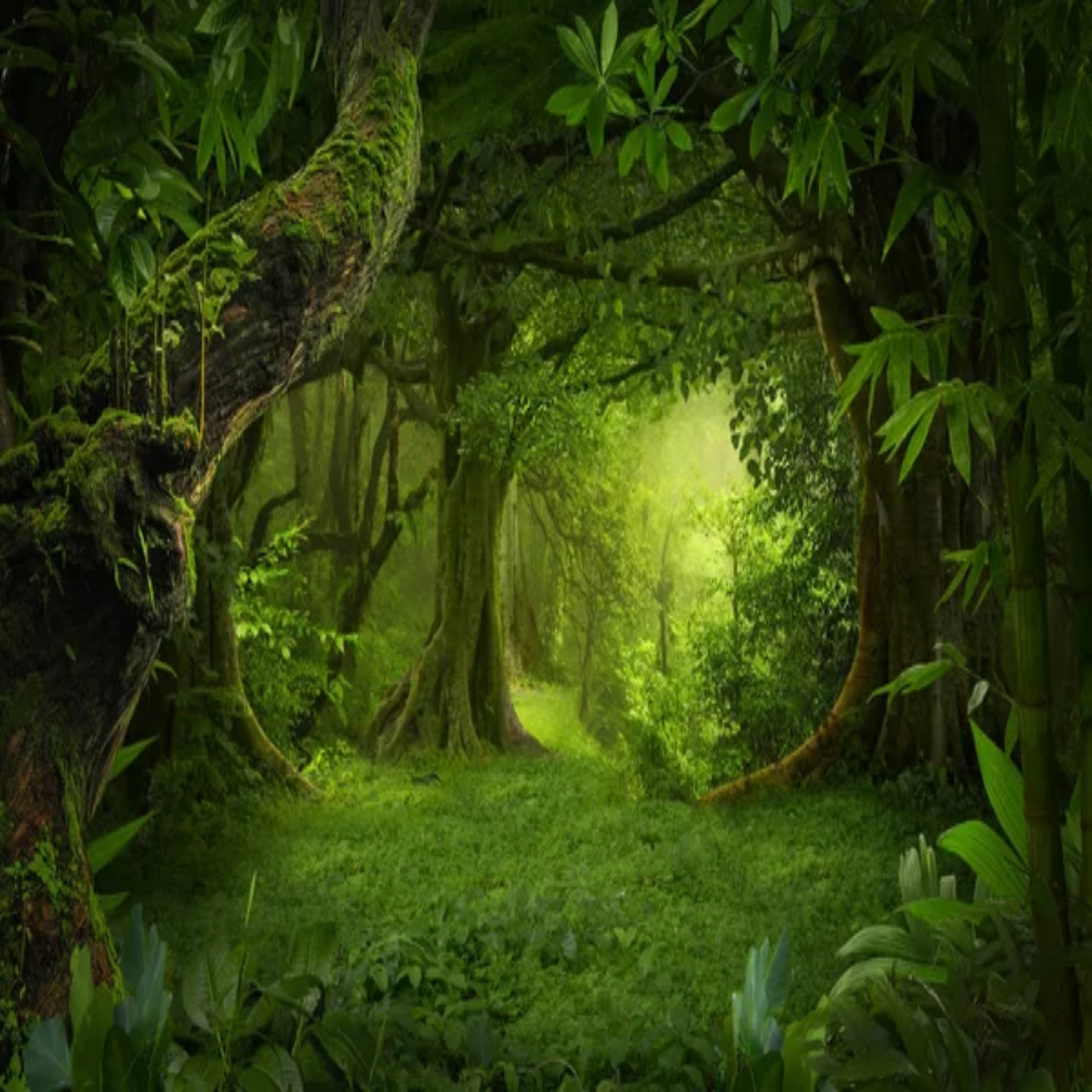 JUNGLEFUNK artwork