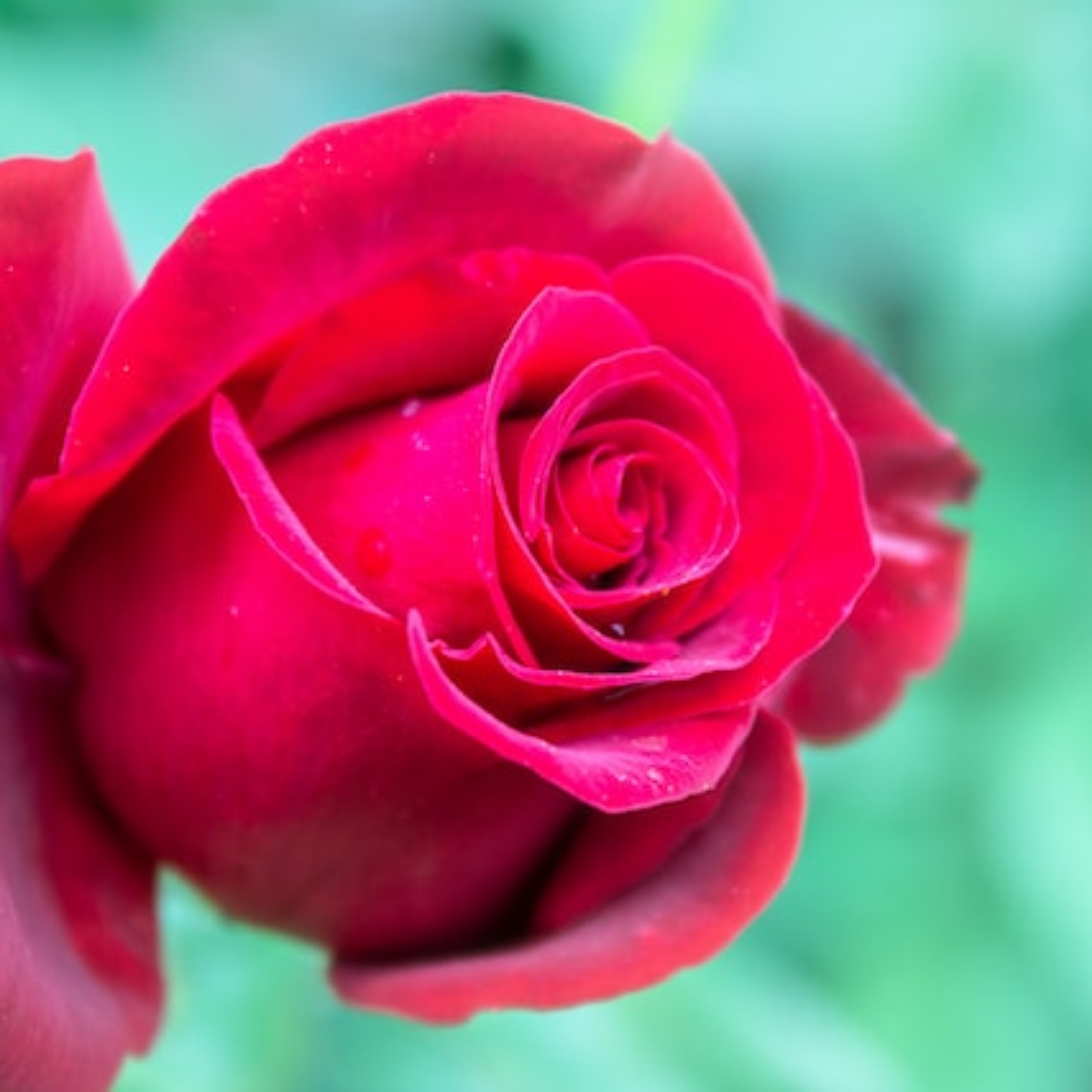 Masih Adakah Cinta artwork