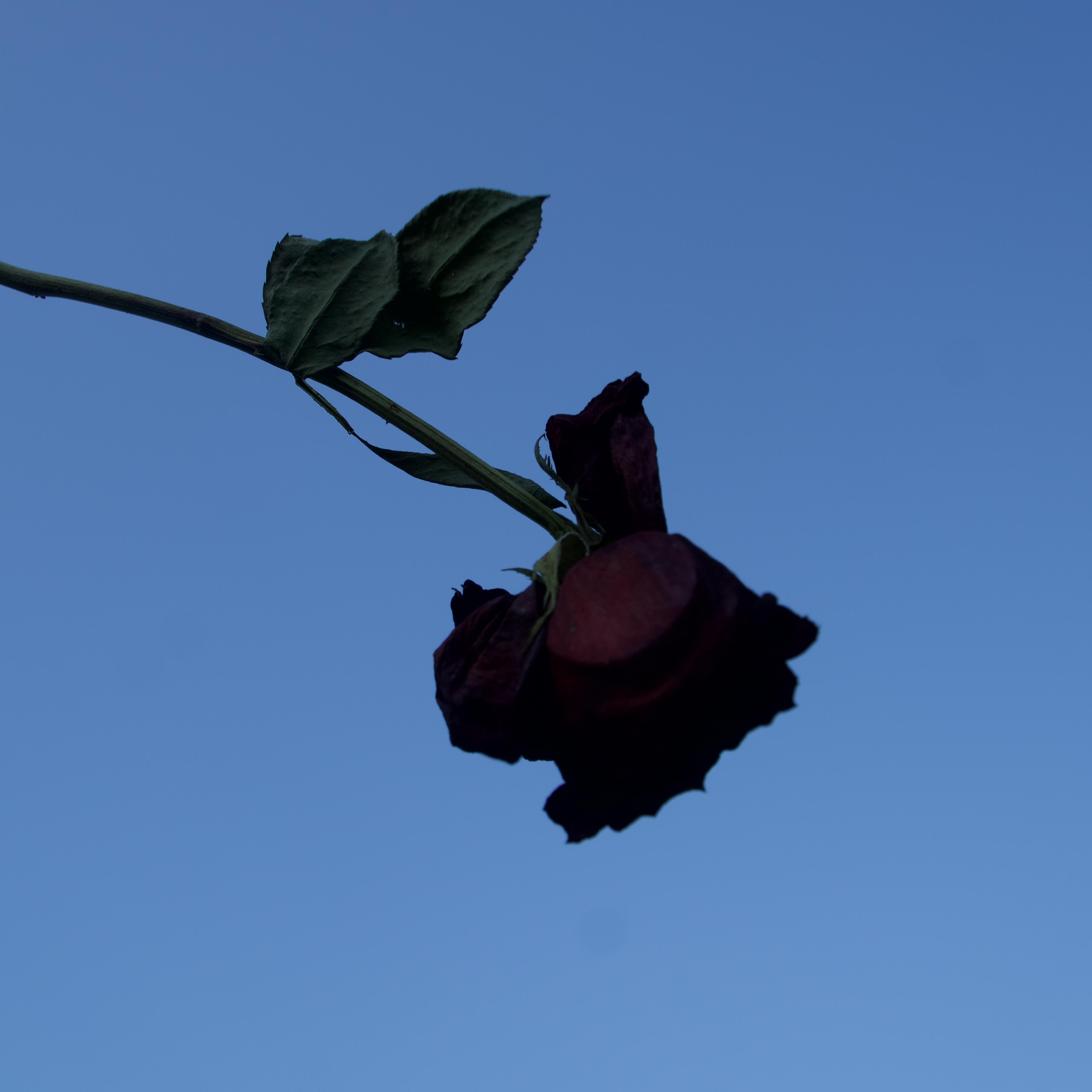 Slipped Away artwork
