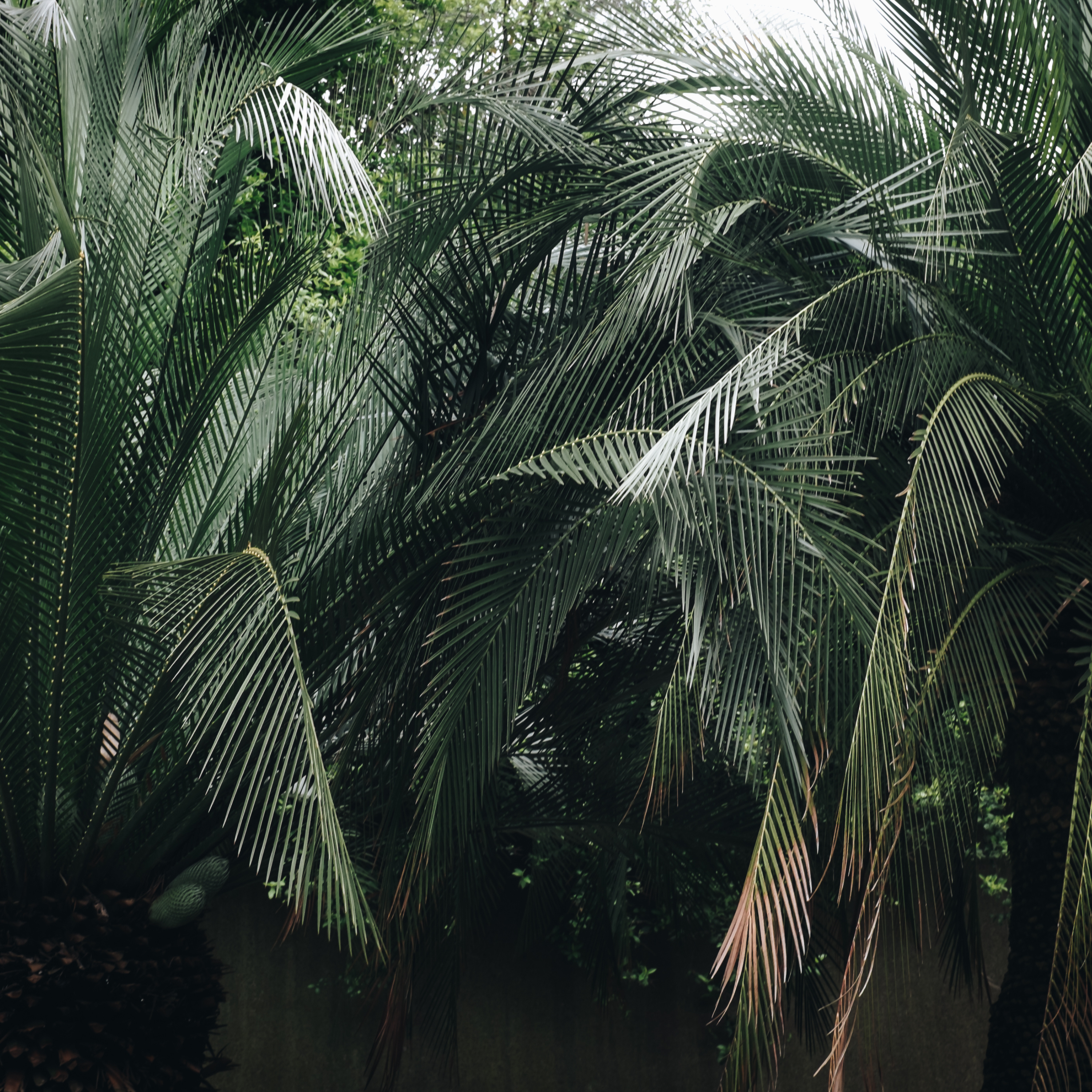 The Jungle Tape II artwork