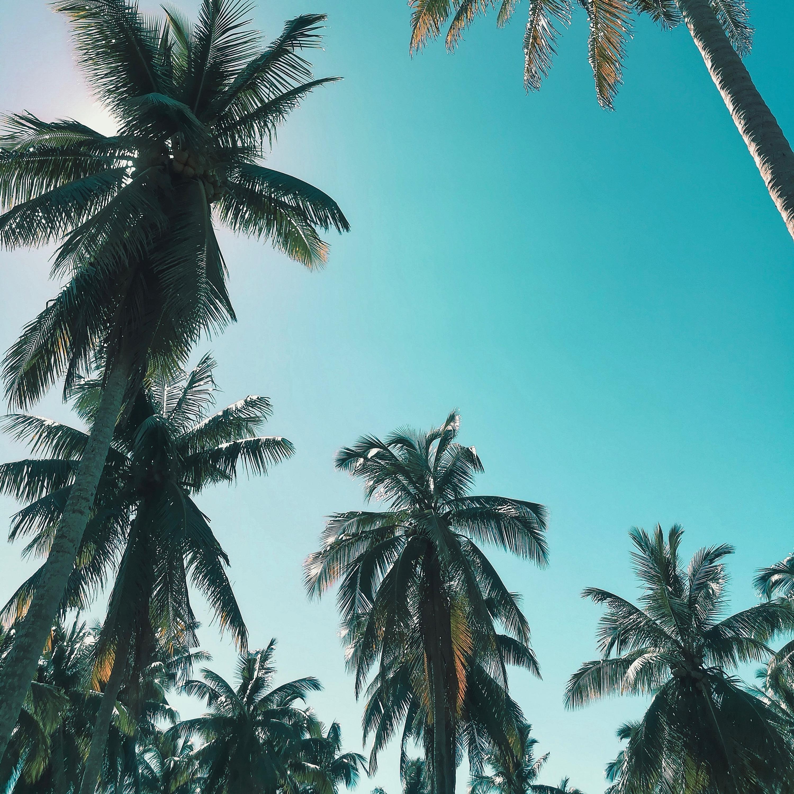 Paradise artwork