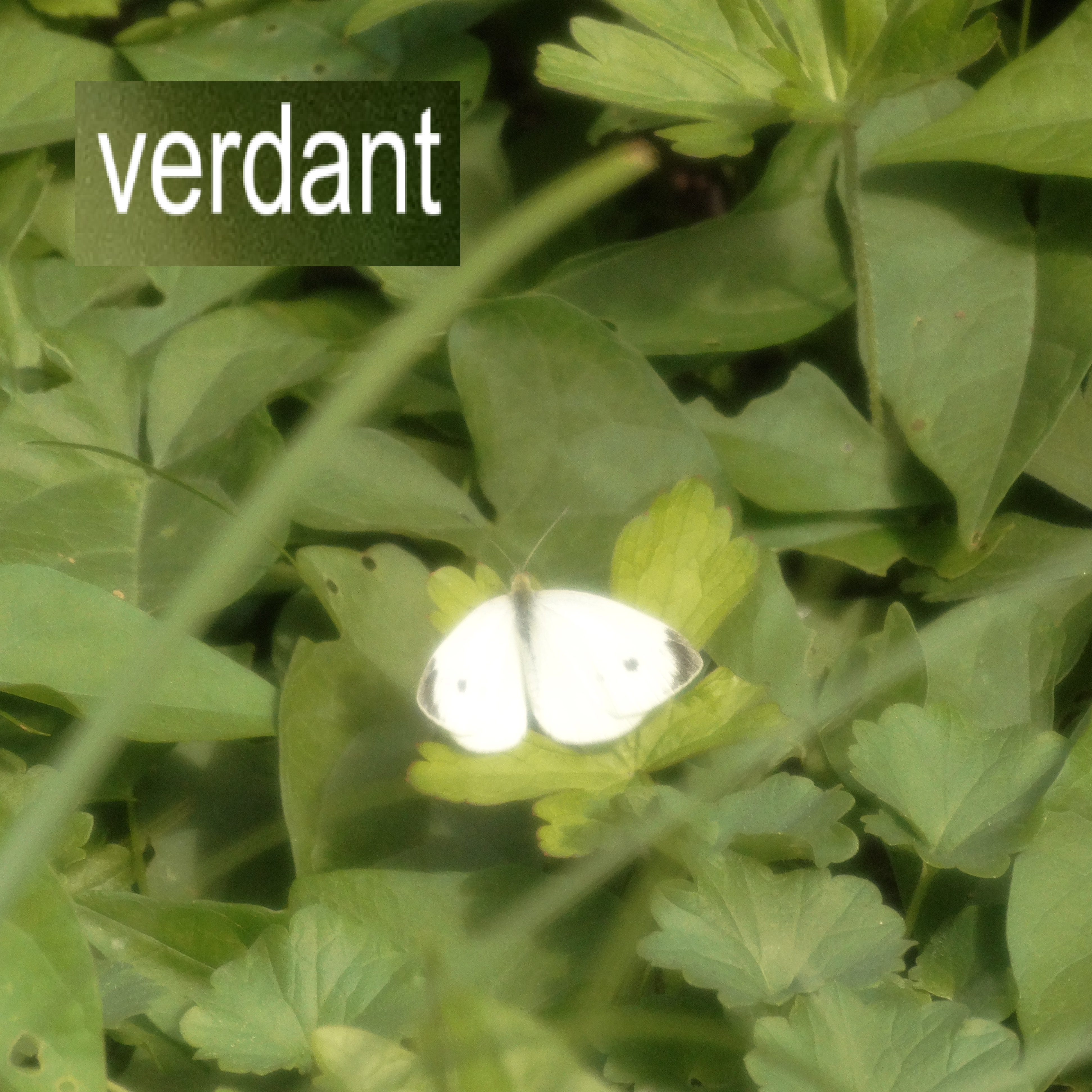 verdant artwork