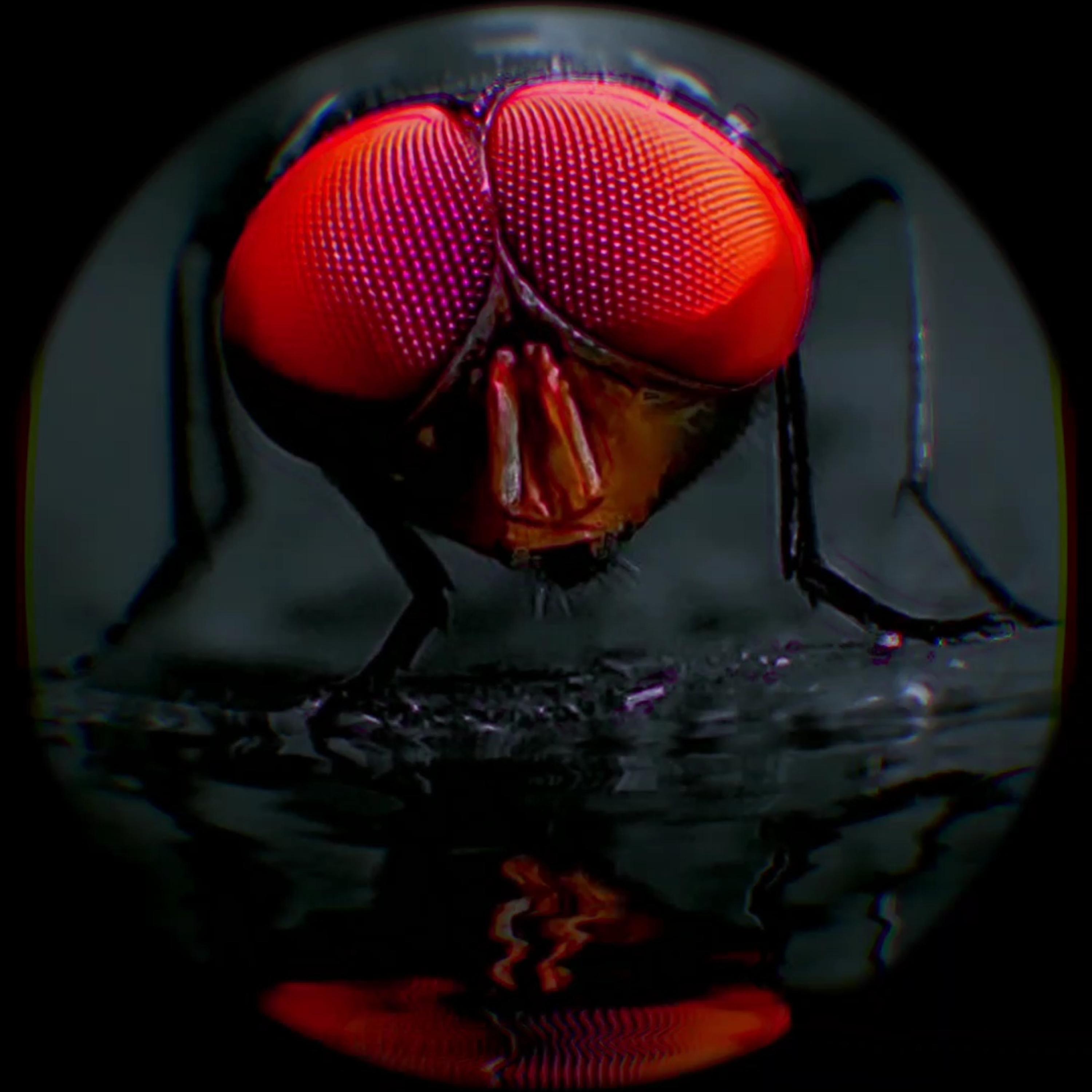 Mosca muerta artwork