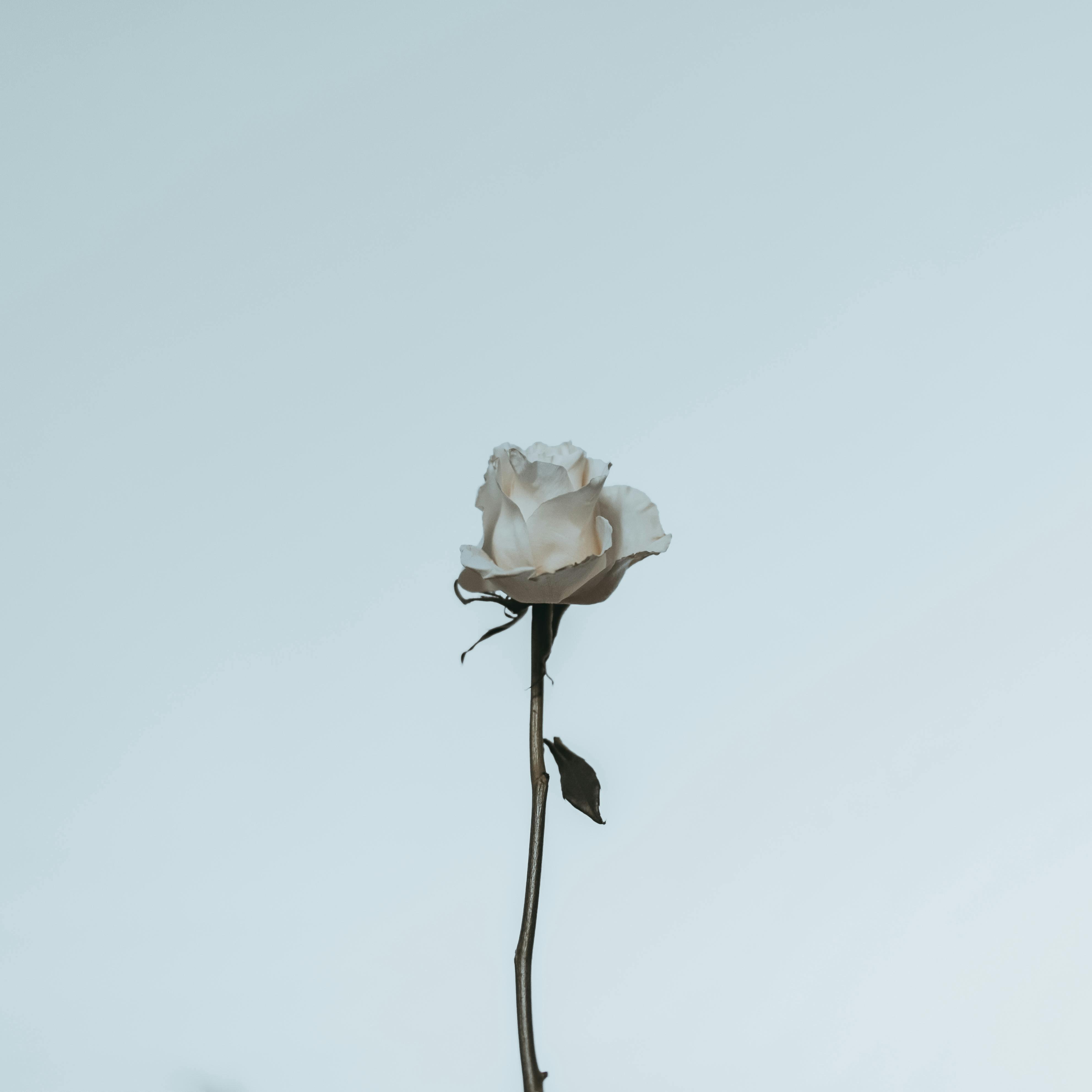 Hurt no More artwork