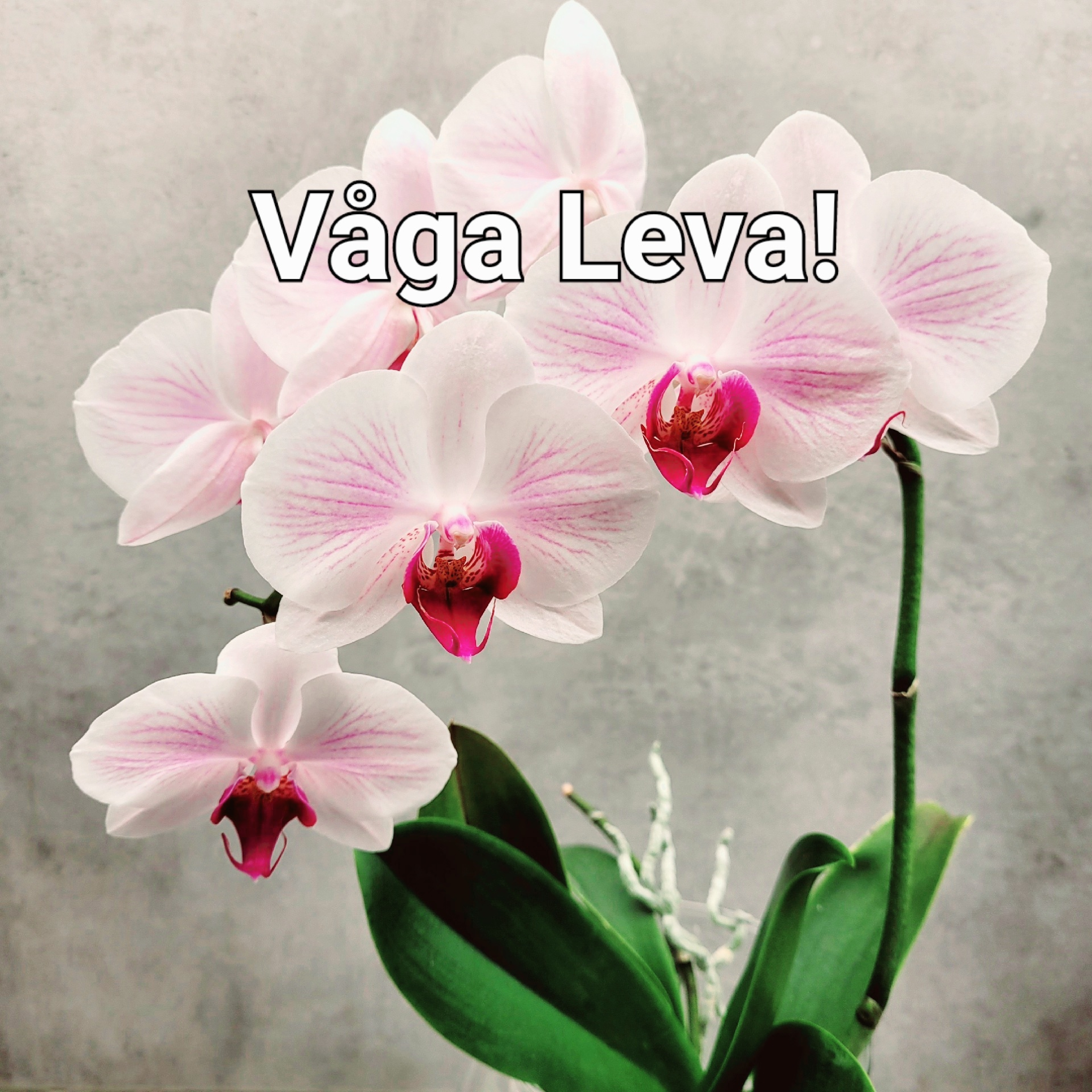Våga Leva! (Ny version) by Jonas A. Rydin  cover art