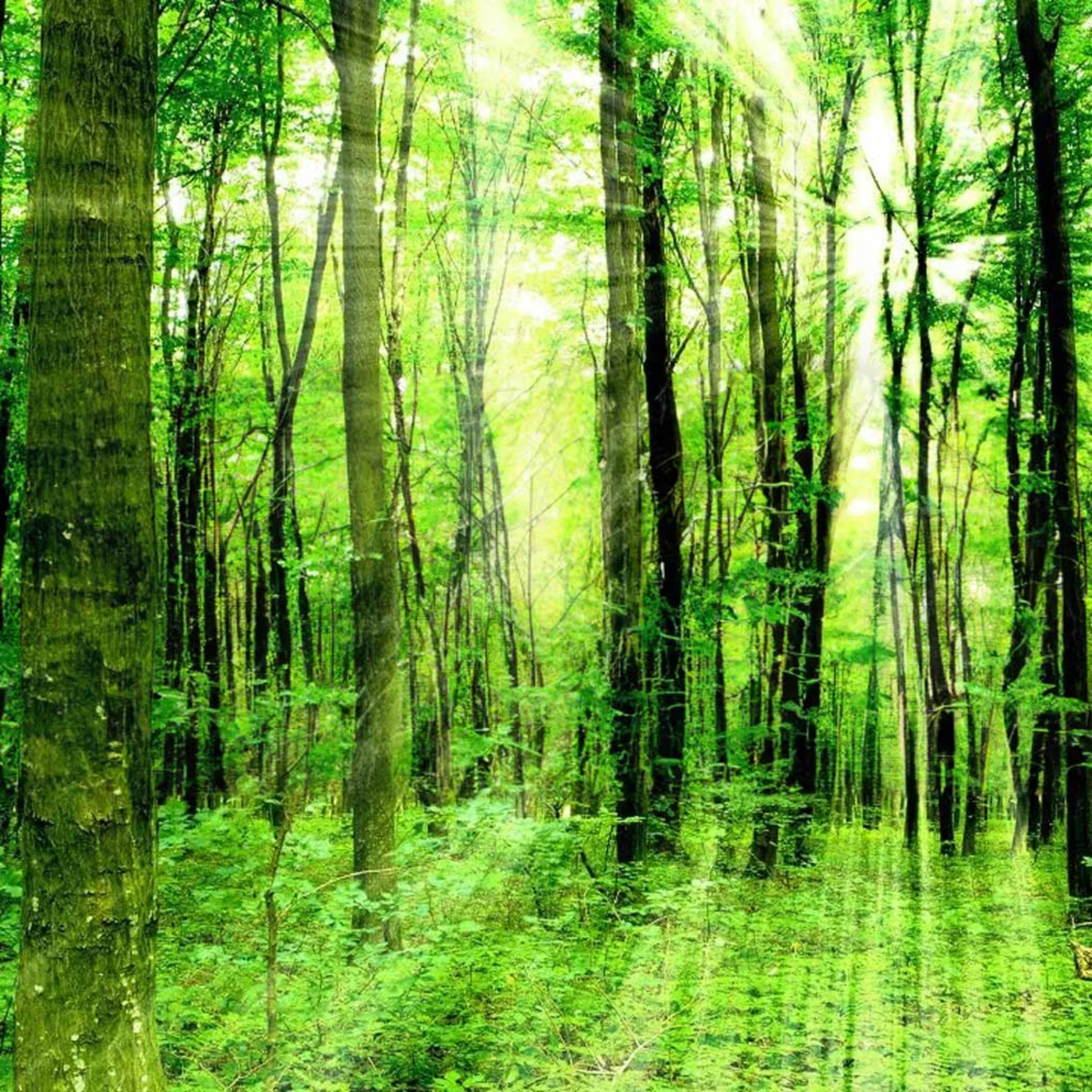 Connect to Higher Self Guided Sleep Meditation artwork