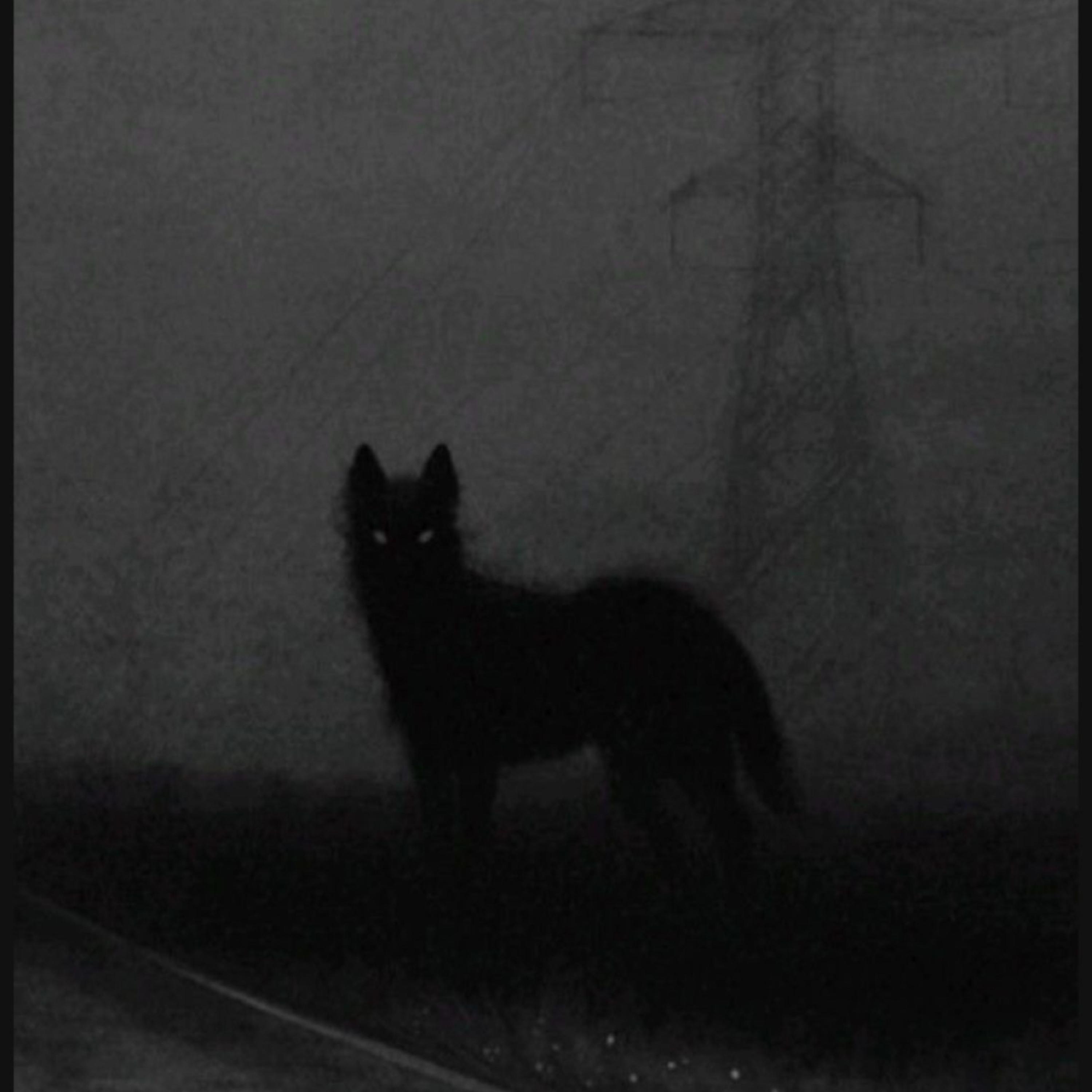Dark Wolf artwork